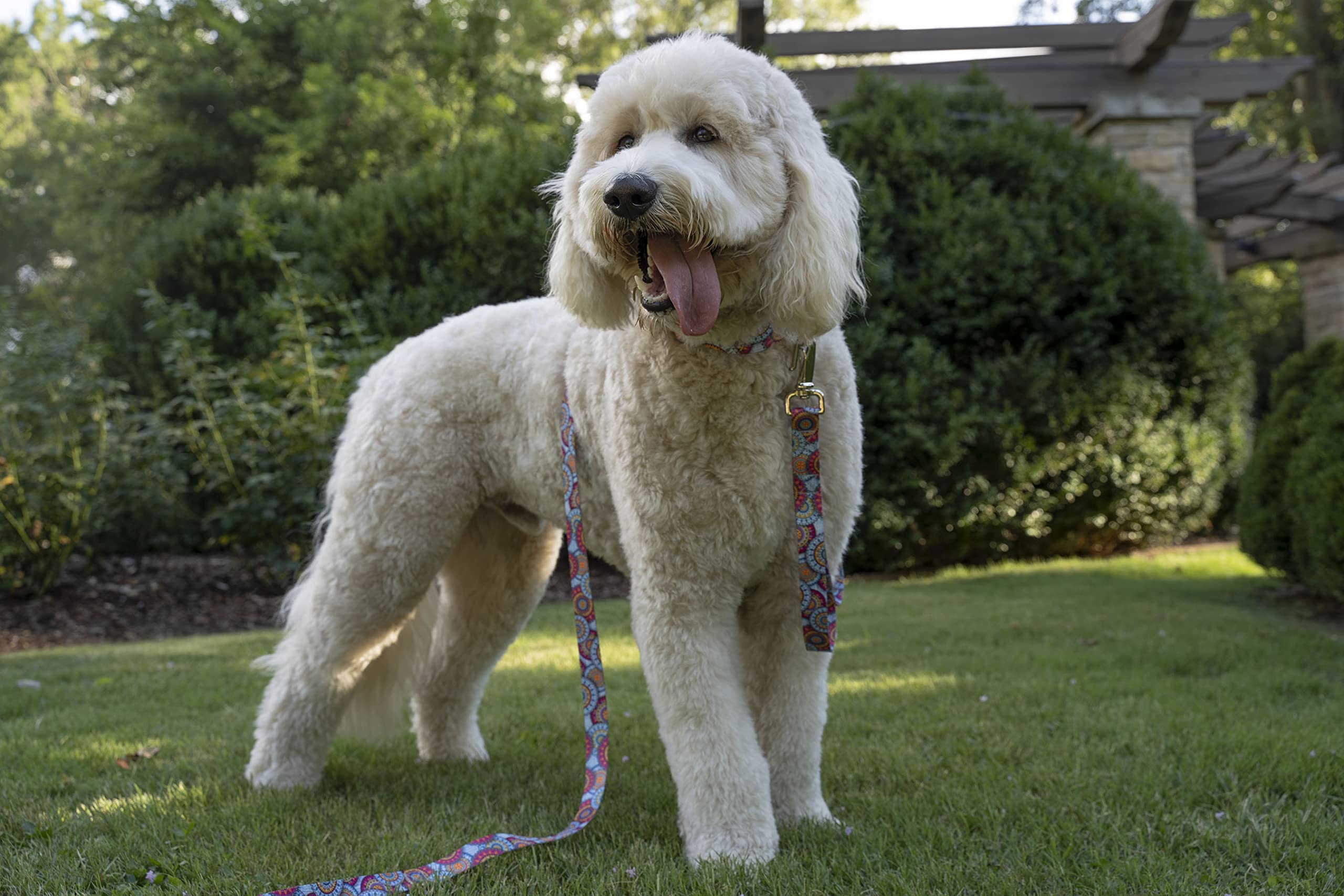 Country Brook Petz - Sky Mandala Martingale Dog Collar - Groovy Collection Featuring Far Out Designs (1/2 Inch, Extra Small)