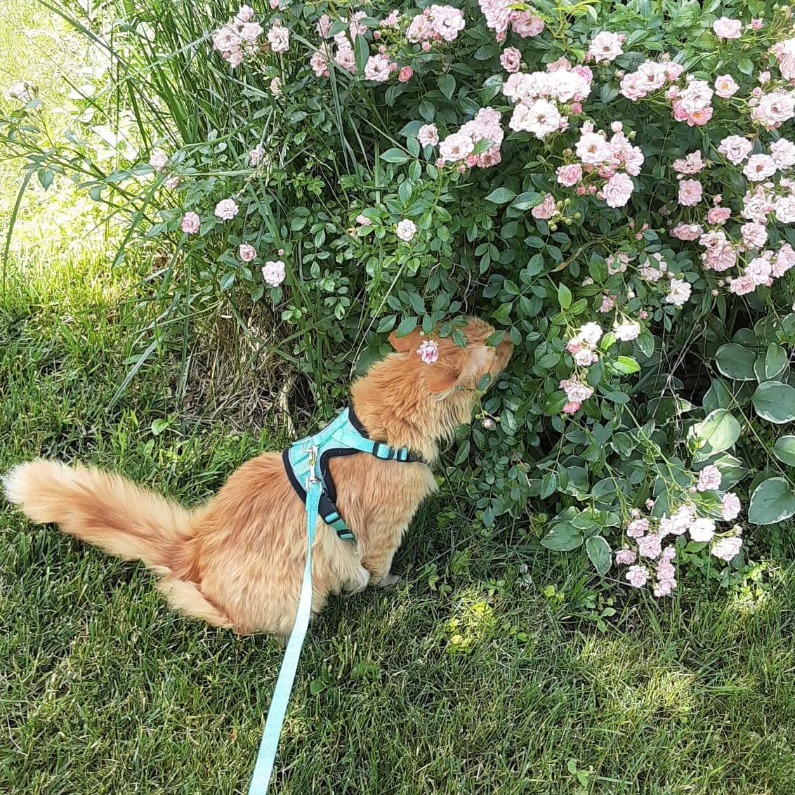 Pupteck Reflective Cat Harness And Leash Set Escape Proof - Pet Vest Harness For Cats Small Dogs Rabbits Bunny Adjustable Travel Walking Outside