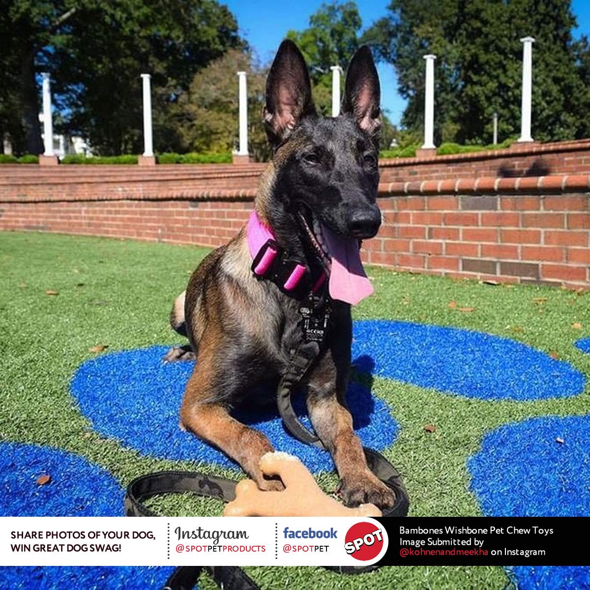 Spot Bam-Bones Wishbone - Made With Strong Bamboo Fiber, Durable Long Lasting Dog Chew For Light To Moderate Chewers, Great Toy For Adult Dogs & Teething Puppies Under 50Lbs, 7In, Chicken Flavor