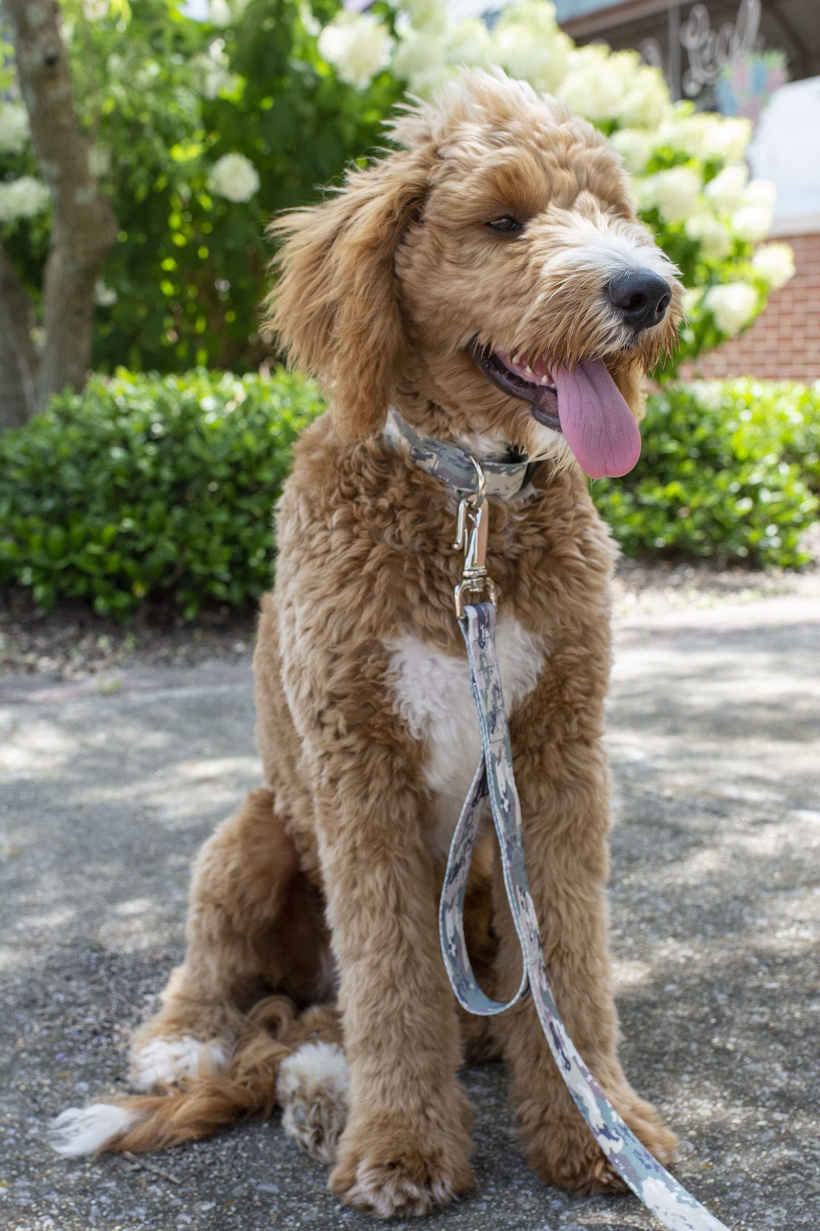 Country Brook Petz - Deluxe Mountain Viper Camo Dog Collar - Made In The U.S.A. - Camouflage Collection With 16 Rugged Designs (