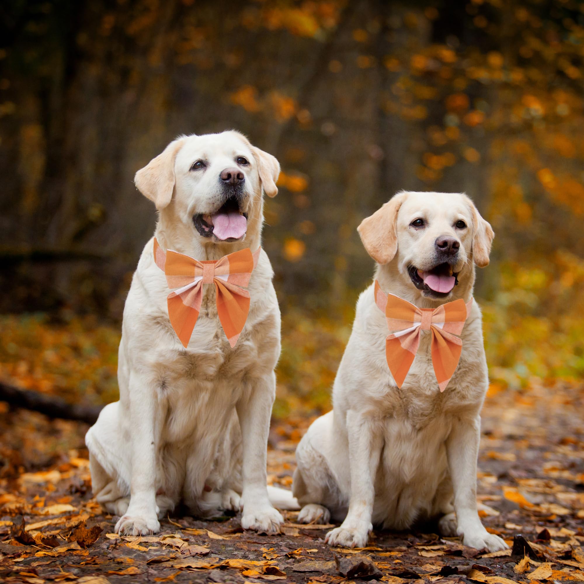 Adoggygo Fall Dog Collar With Bow, Halloween Thanksgiving Dog Bowtie Collar, Adjustable Orange Dog Fall Collars For Small Medium Large Dogs Pets (Large, Fall)