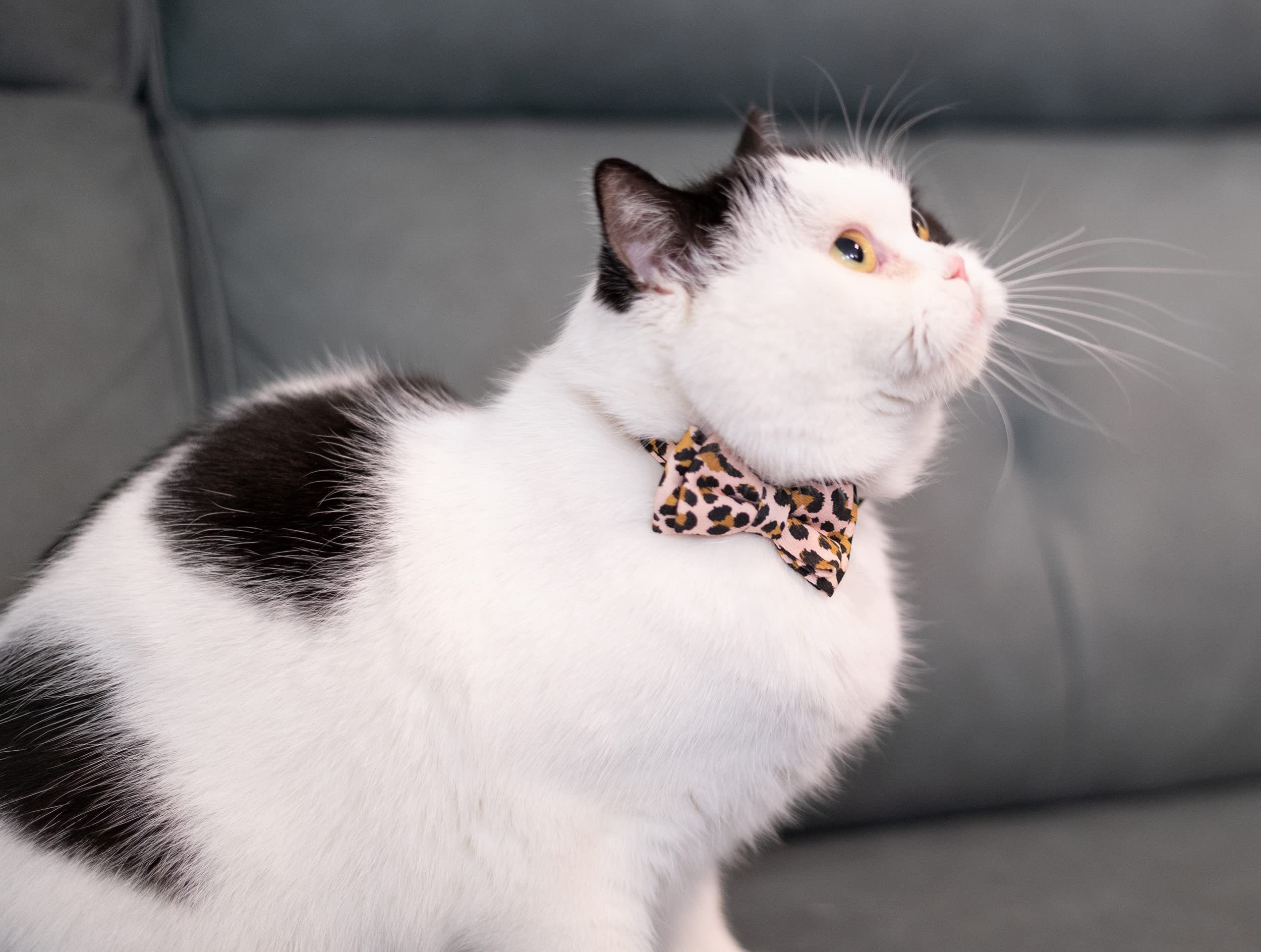 Gyapet Collar For Cats Pets Breakaway With Bell Bowtie Floral Bow Detachable Adjustable Safety Puppy 2Pcs Pink Leopard & Pure