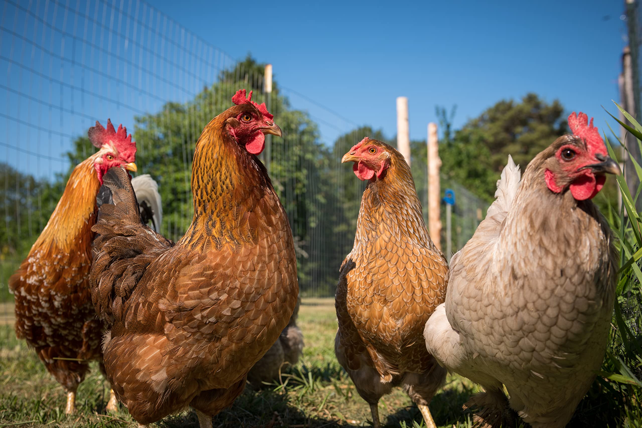 Scratch and Peck Feeds Cluckin Good Grower Grit - 7 lbs - Gizzard Development Supplement for Chickens and Ducks - Crushed Quart