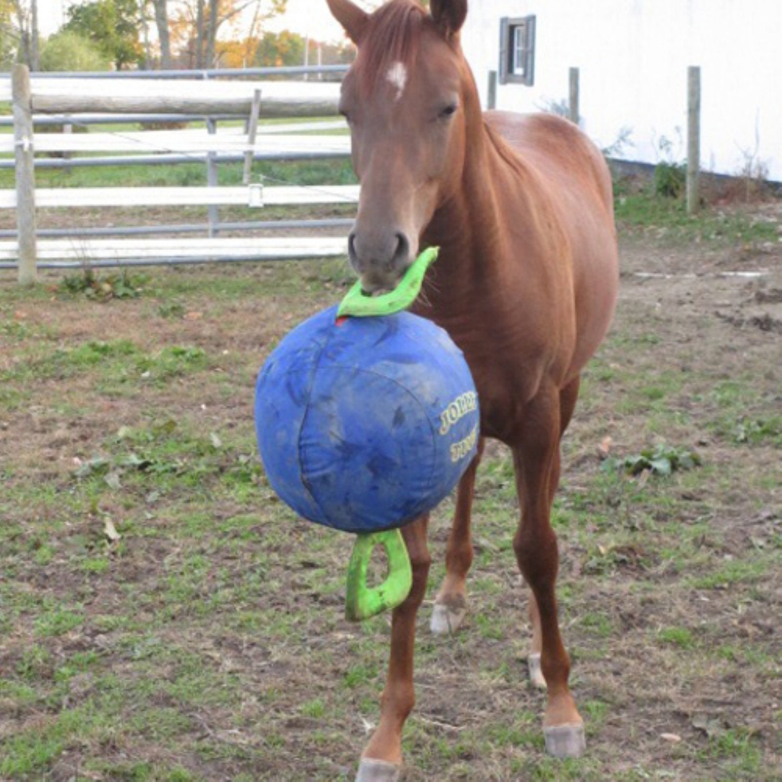Horsemen'S Pride 14'' Jolly Tug Horse Toy, Blue (Jt14 B),All Breed Sizes
