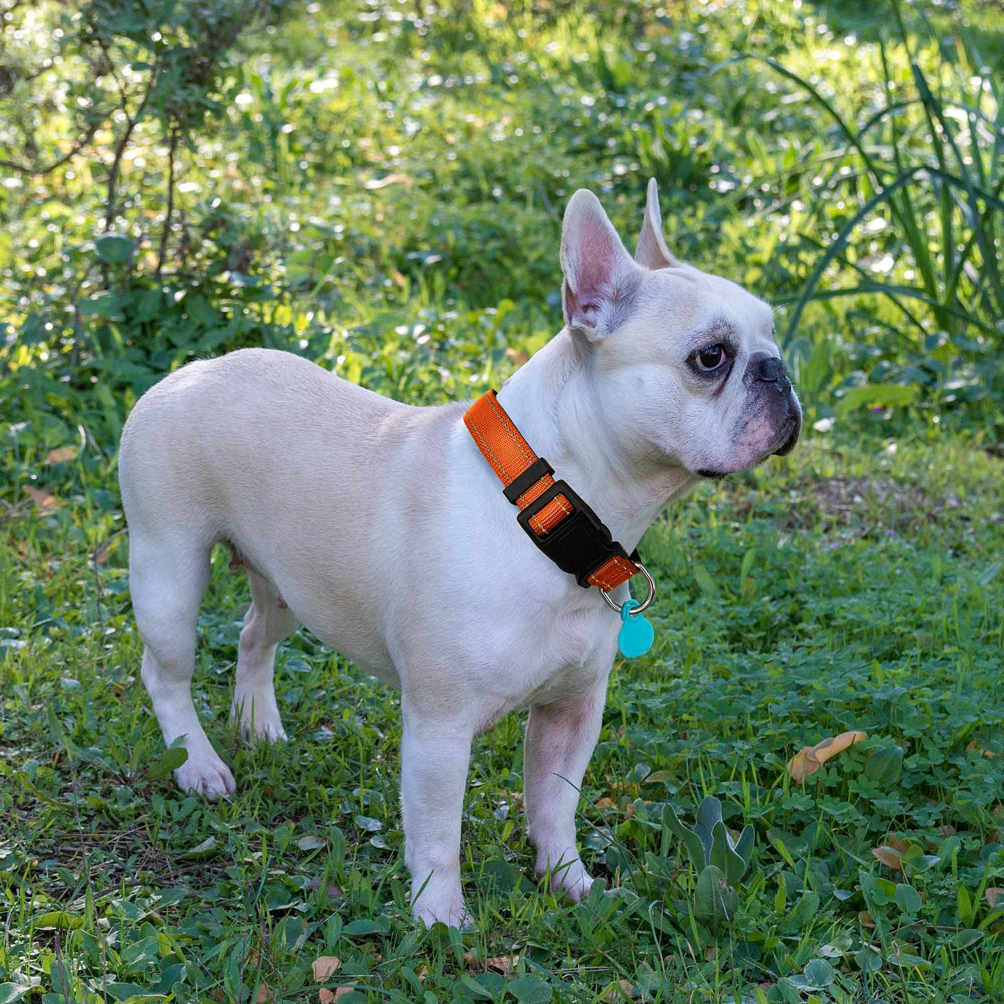 Ladoogo Reflective Dog Collar Padded With Soft Neoprene Breathable Adjustable Nylon Dog Collars For Small Medium Large Dogs (X-Small (Pack Of 1), Orange Collar+Leash)