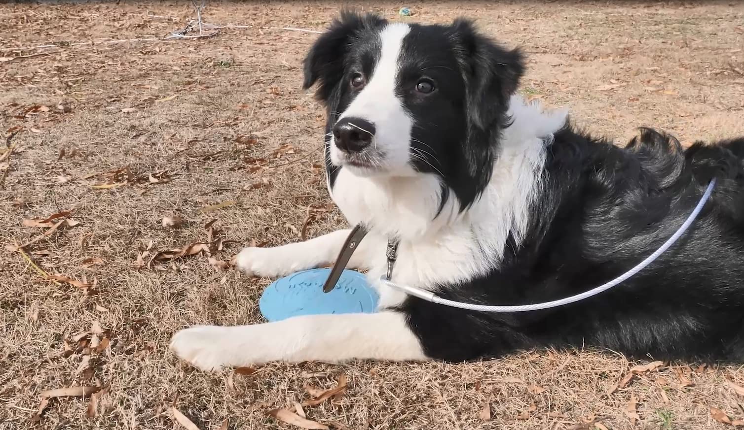 Xiaz Dog Runner Tie Out Cable For Dogs Up To 60/120/250 Pound, 10Ft 15Ft 20Ft 25Ft 30Ft 40Ft 50Ft 60Ft 70Ft 100Ft 120Ft Dog Lead Line For Yard, Camping, Park, Outside (Silver, 250Lbs 15Ft)