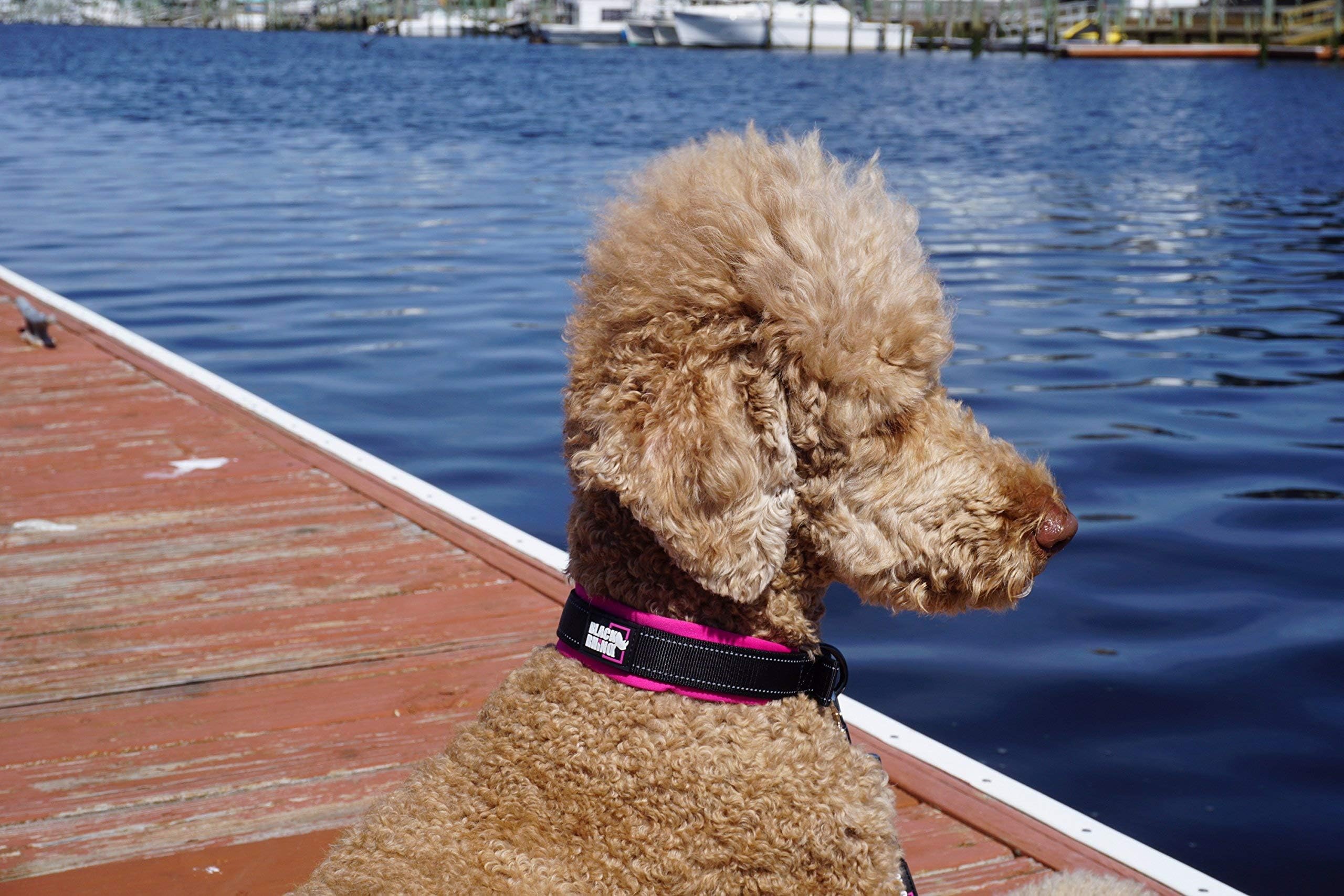 Black Rhino Dog Collars For Medium Dogs - Adjustable Reflective Heavy Duty Dog Collar With Ultra-Soft Neoprene Padding - Weather