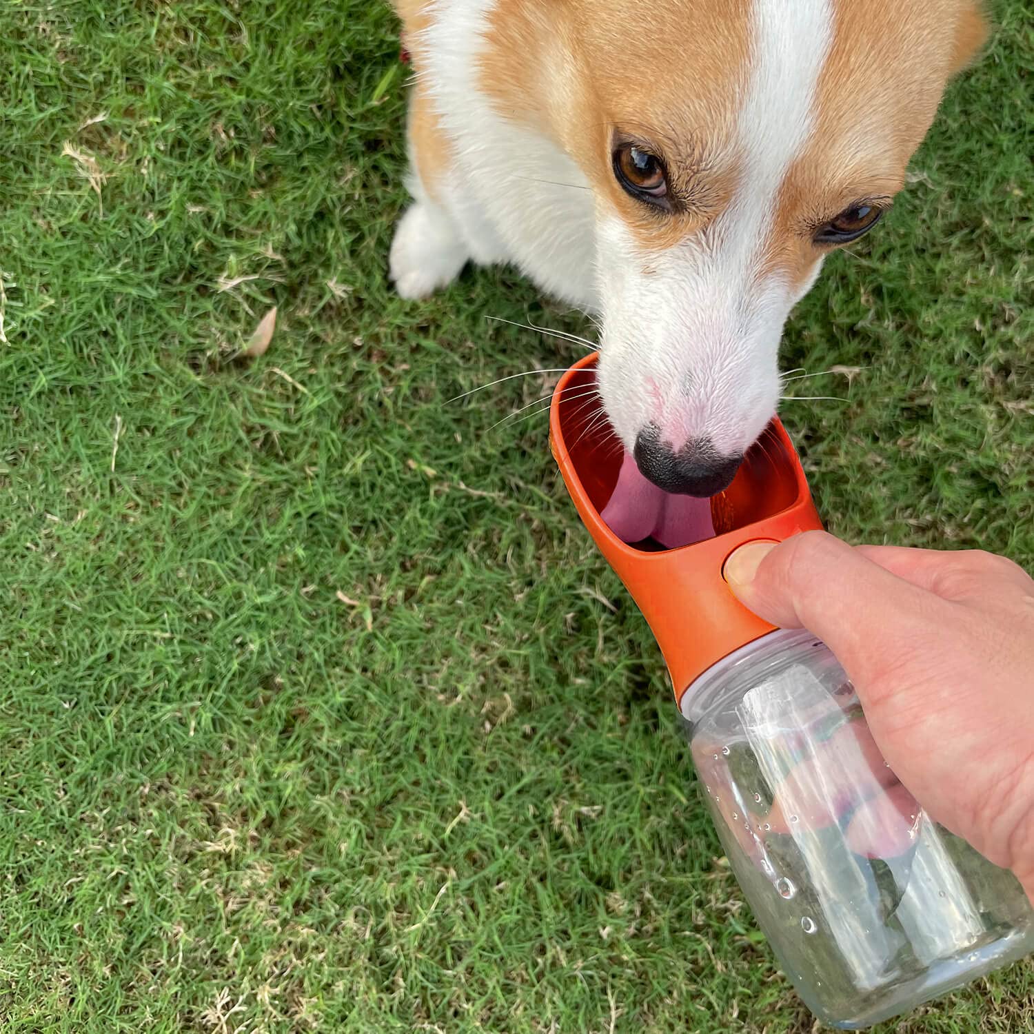 Wepet Portable Dog Water Bottle, 12 Oz, Leak Proof Puppy Water Dispenser With Drinking Feeder For Pets Outdoor Walking, Hiking,