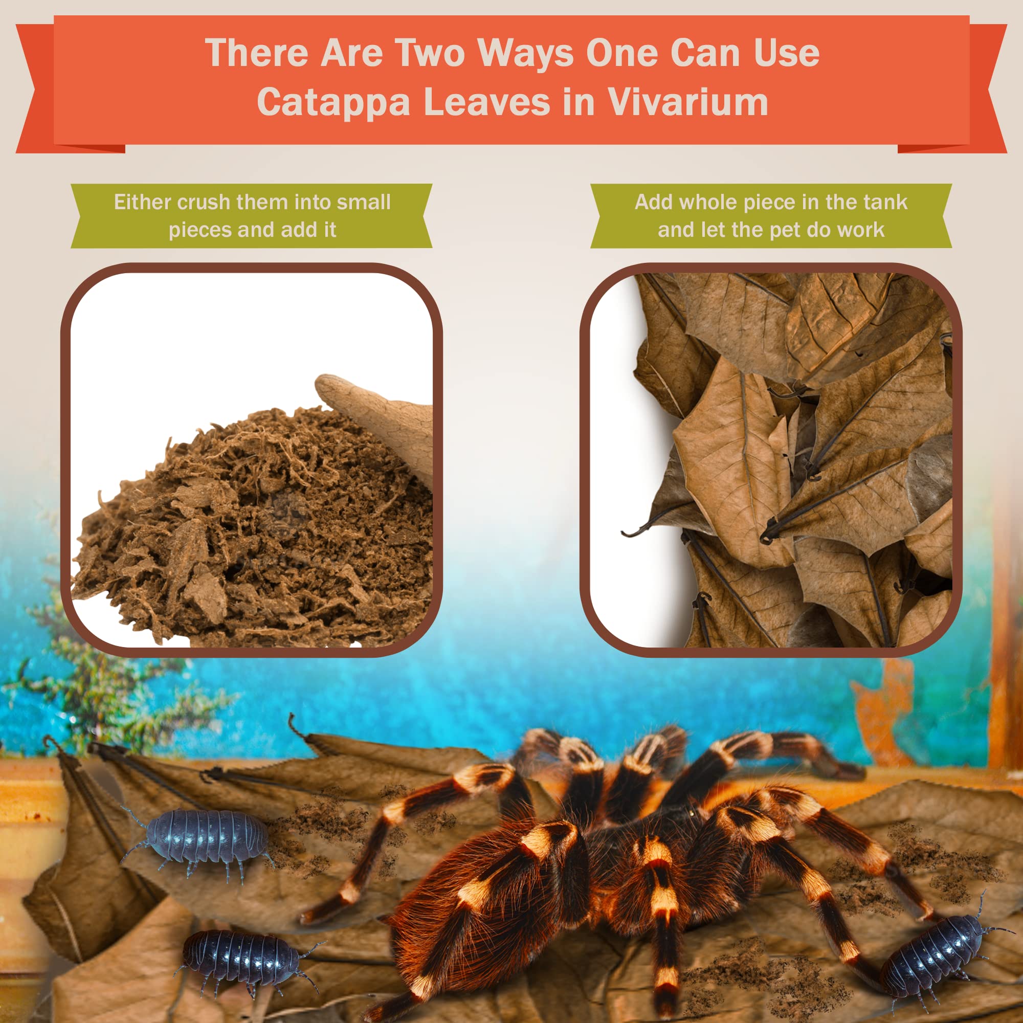 SunGrow 100 Pack Leaf Litter for Spider, Cricket & Isopod, Mini Catappa Dried Indian Almond Leaves, for Vivarium, Terrarium & Aq