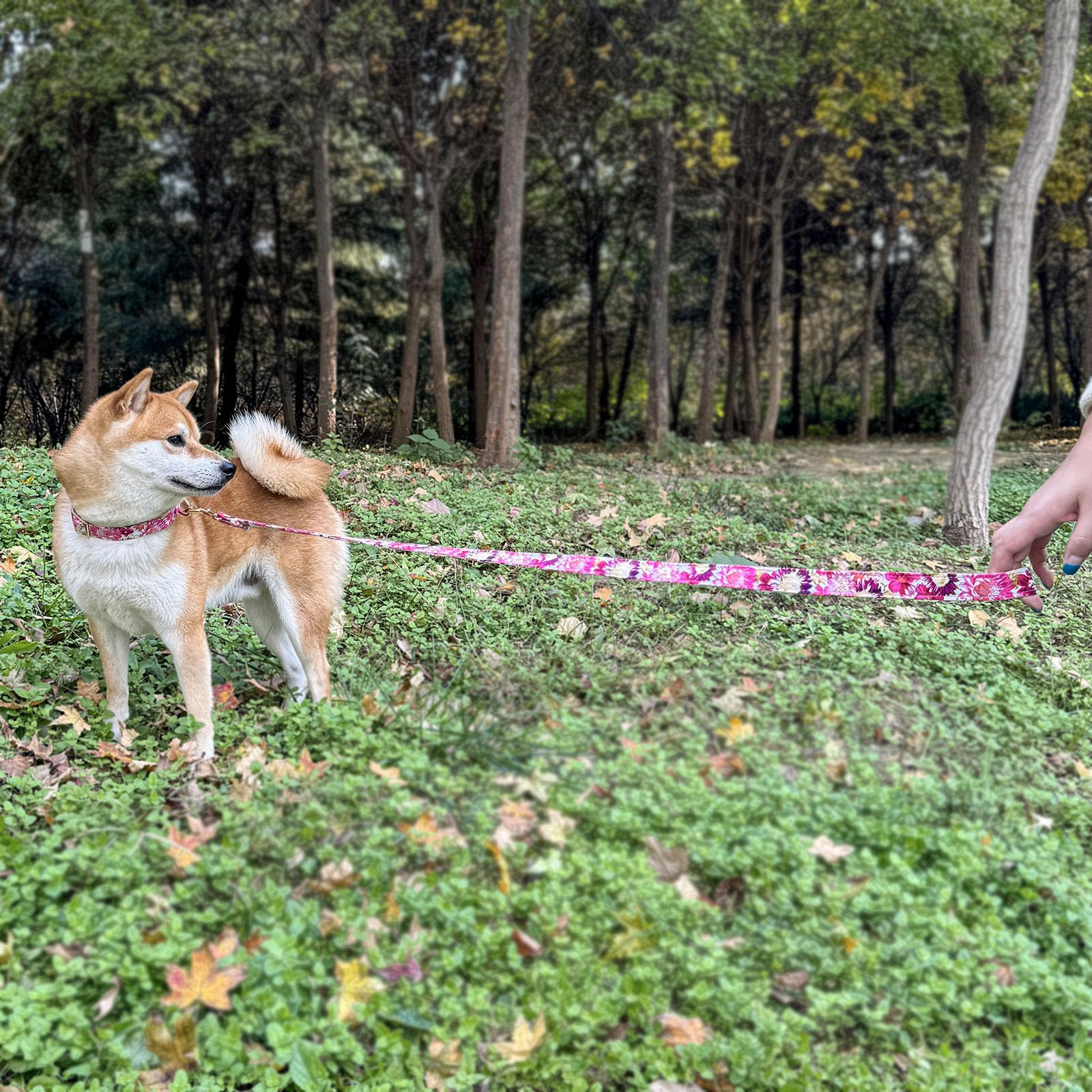 Dog Collar And Leash Set With Airtag Holder,Adjustable Dog Collars With Quick Release Metal Buckle,Flowers Patterns With Soft Pa