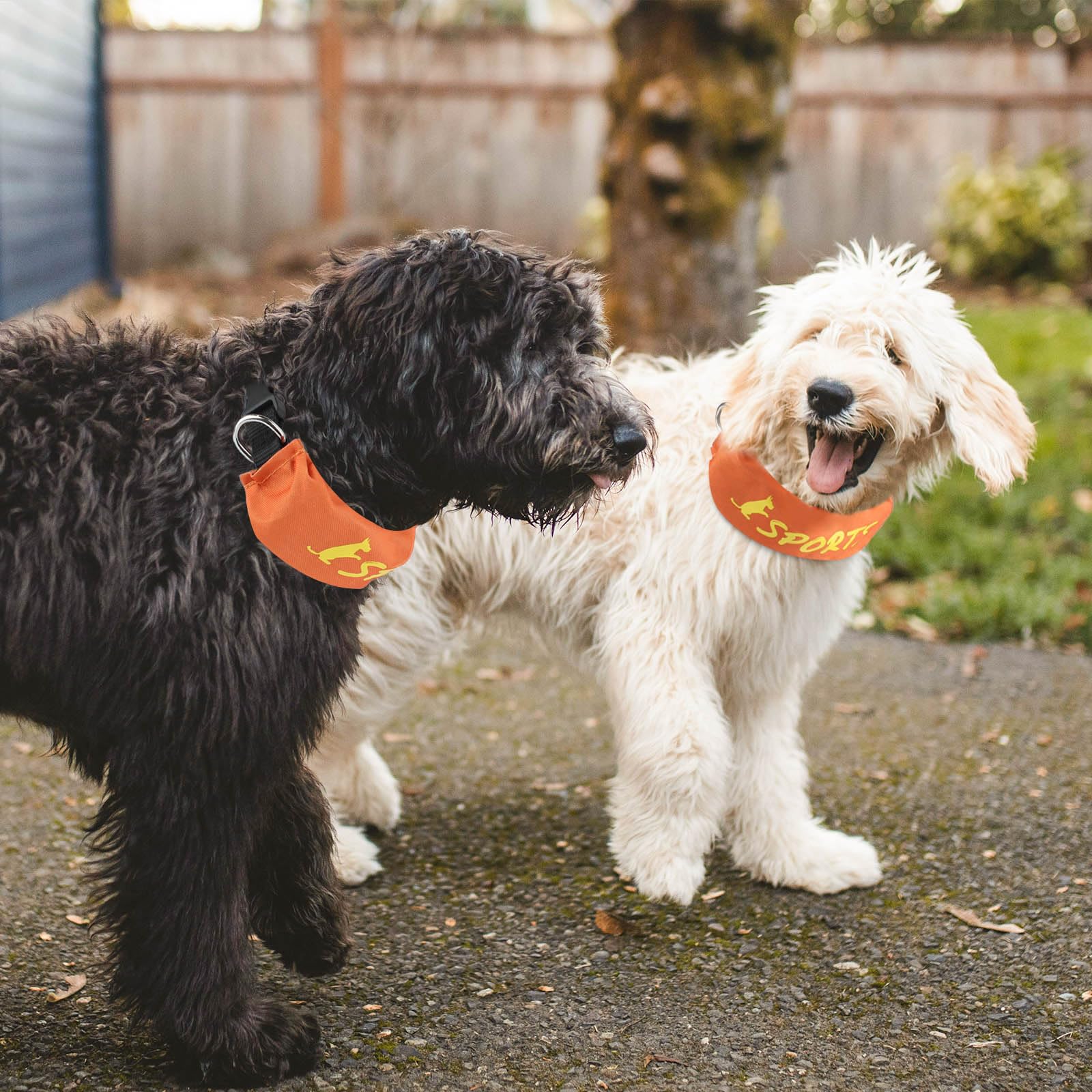 Namsan Retractable Dog Leash Collar For Medium To Large Dogs, Dog Collar With Retractable Leash Built-In, All-In-One, Adjustable