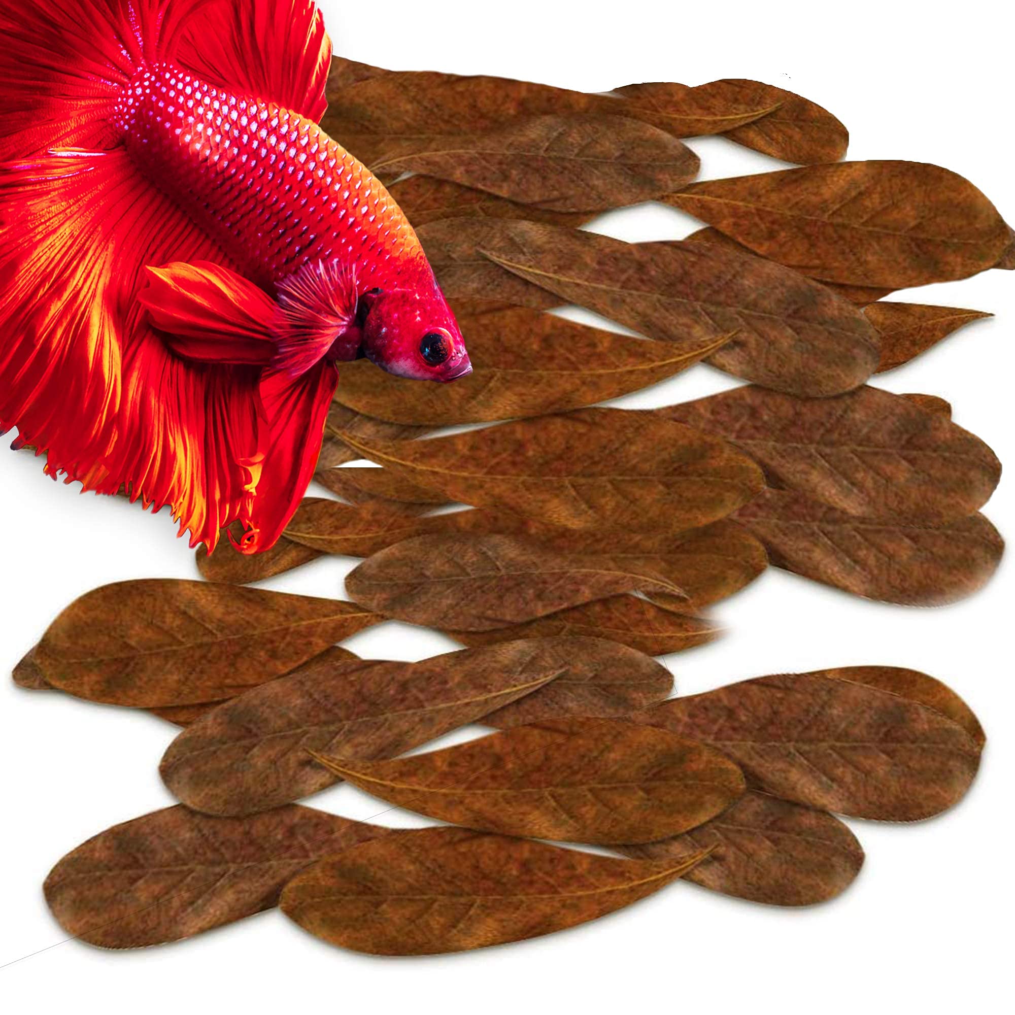 SunGrow 100 Pcs Mini Catappa Indian Almond Leaves for Betta Fish Aquarium, Shrimp, Frogs, Improves Habitat, Gives Tea Color, Hel