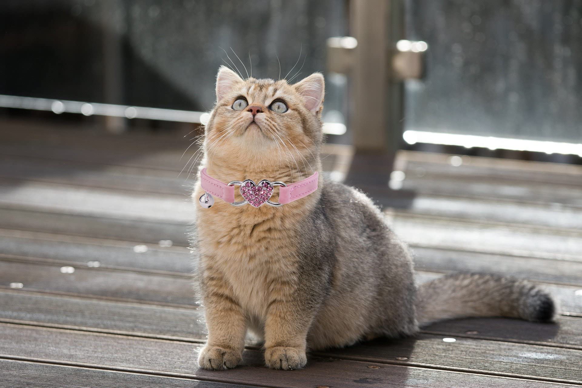 Wdpaws Heart Bling Cat Collar With Safety Belt And Bell Adjustable 8-10 Inches For Kitten Cats (Black+Pink)