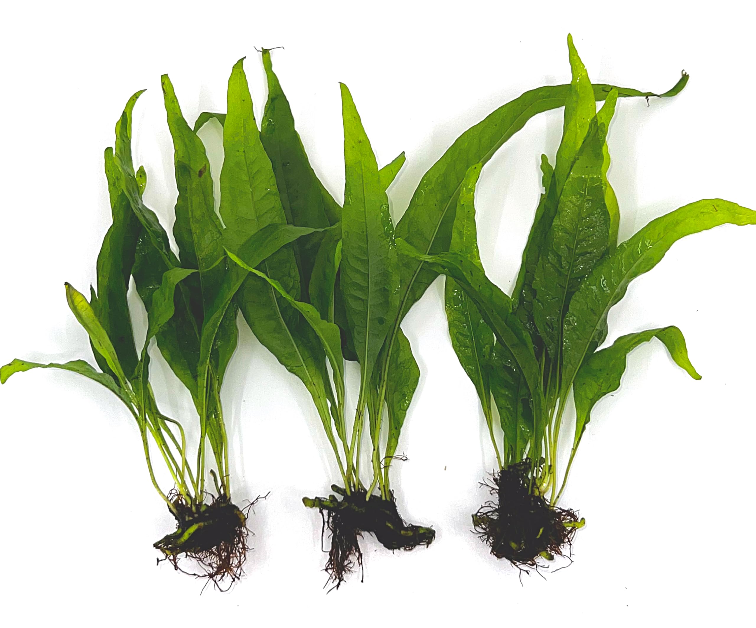 3 Aquatic Plants Bundle | Live Plants for Freshwater Aquariums (3 X Microsorum Java Fern Plants)