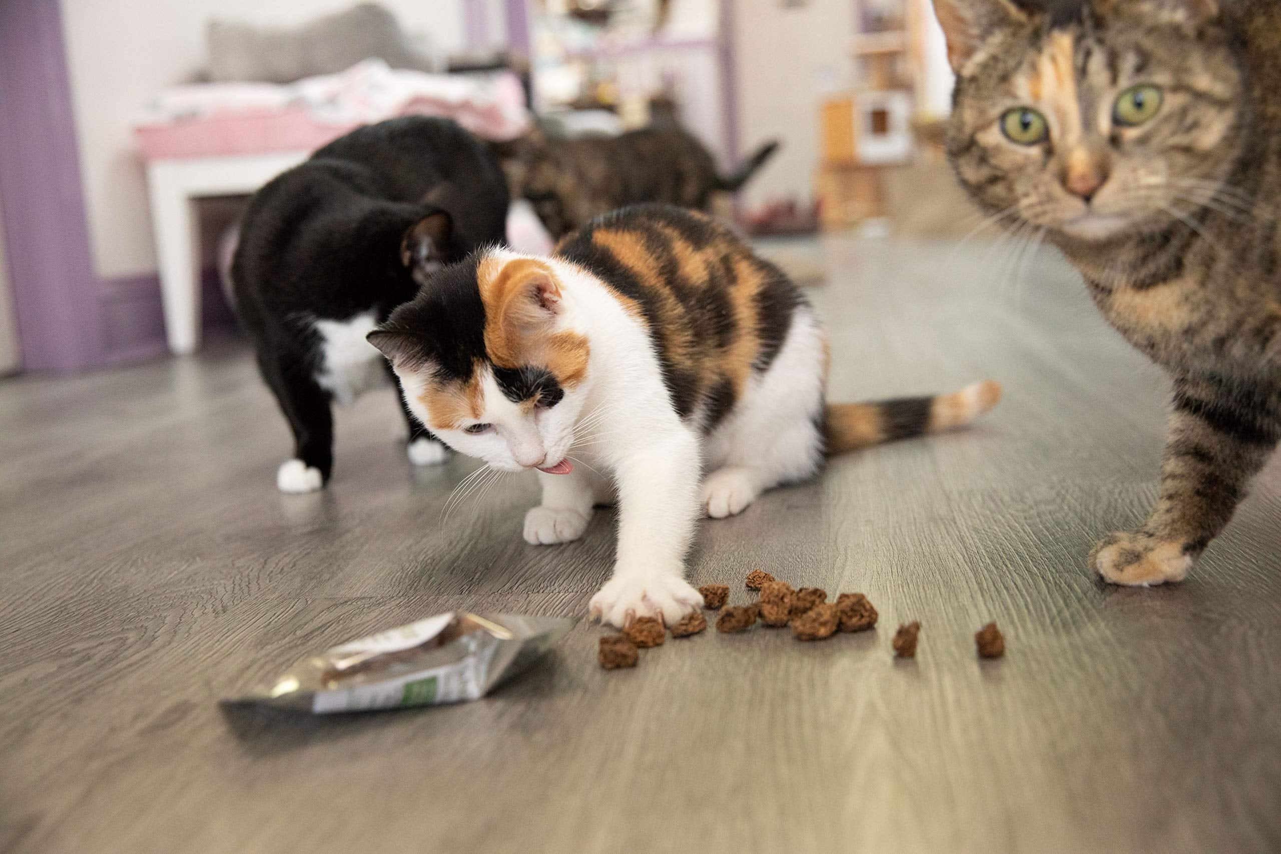 Meowy Janes Whole Silvervine Fruit- Dried Silvervine Gall Fruit- Actinidia Polygama - Cat Toy - Cat Treat