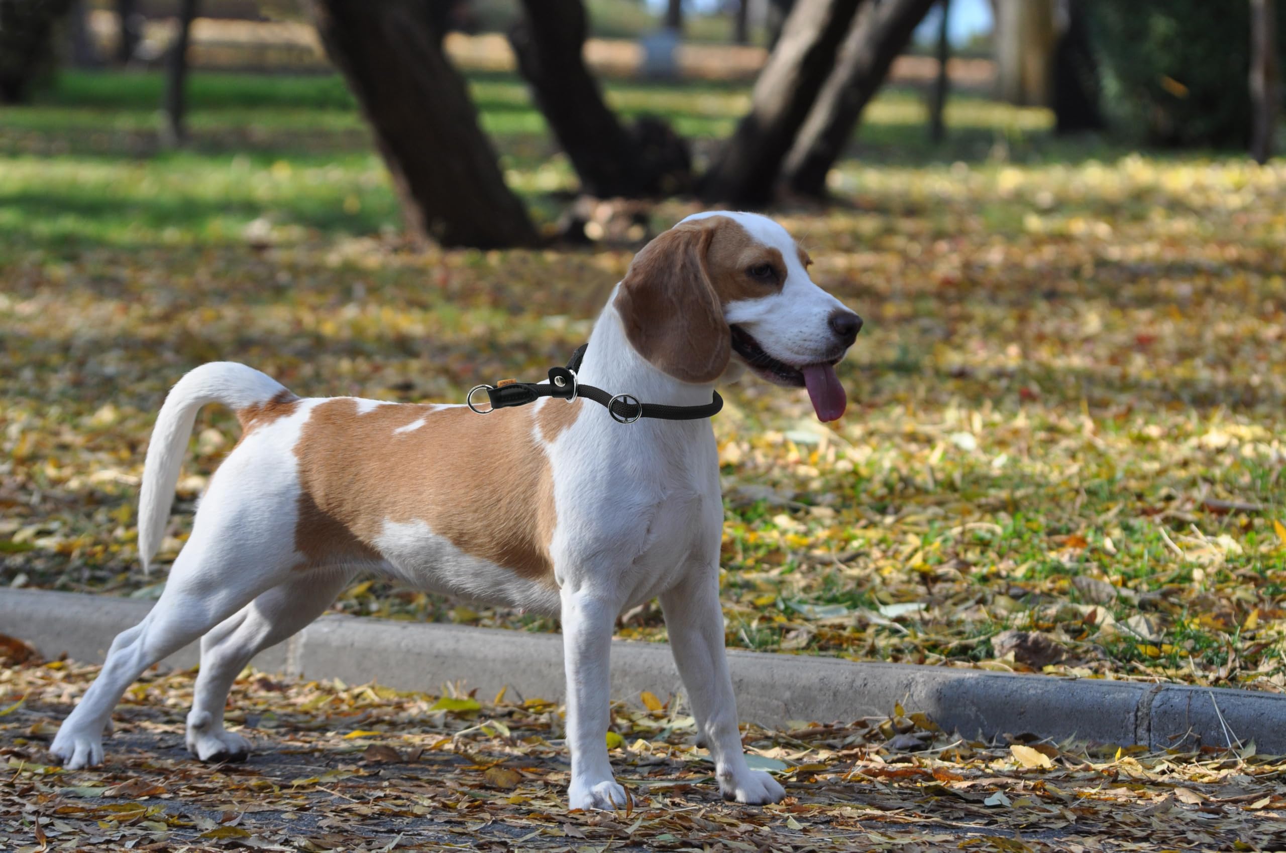 Aiminto Braided Round Martingale Dog Collar, Training Collar With Slidable Stop Ring And Adjustable Stopper - Ideal For Medium D