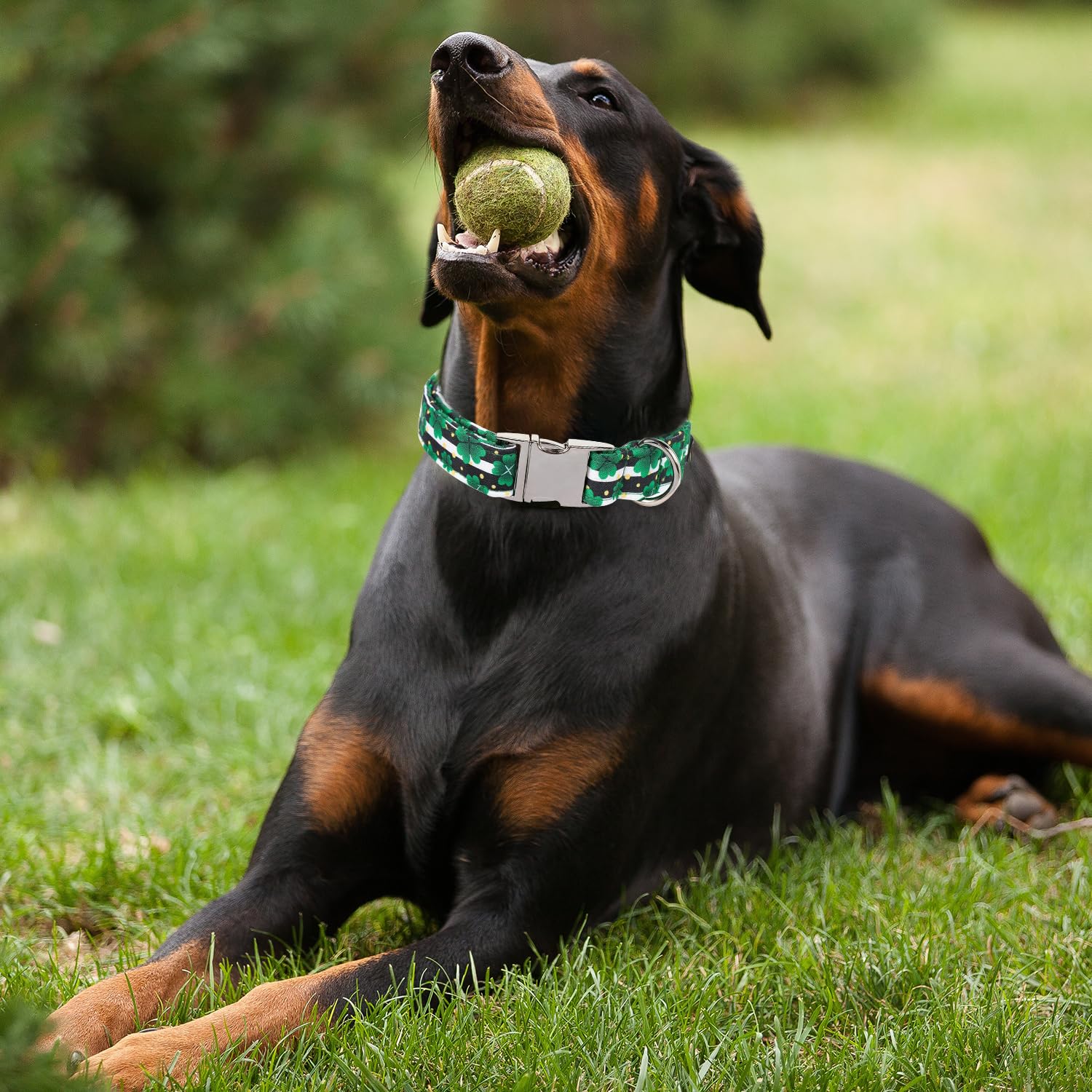 Maca Bates St Patricks Day Dog Collar Irish Clover Dogs Collars Black And White Soft Adjustable Durable Saint Patrick'S Shamrock