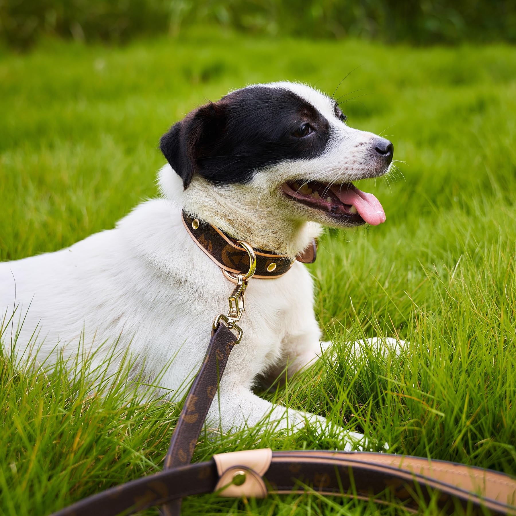 Blu&Ben Leather Dog Collars Classic Soft Padded Leather Stylish Breathable Collar For Small Medium Large Dogs