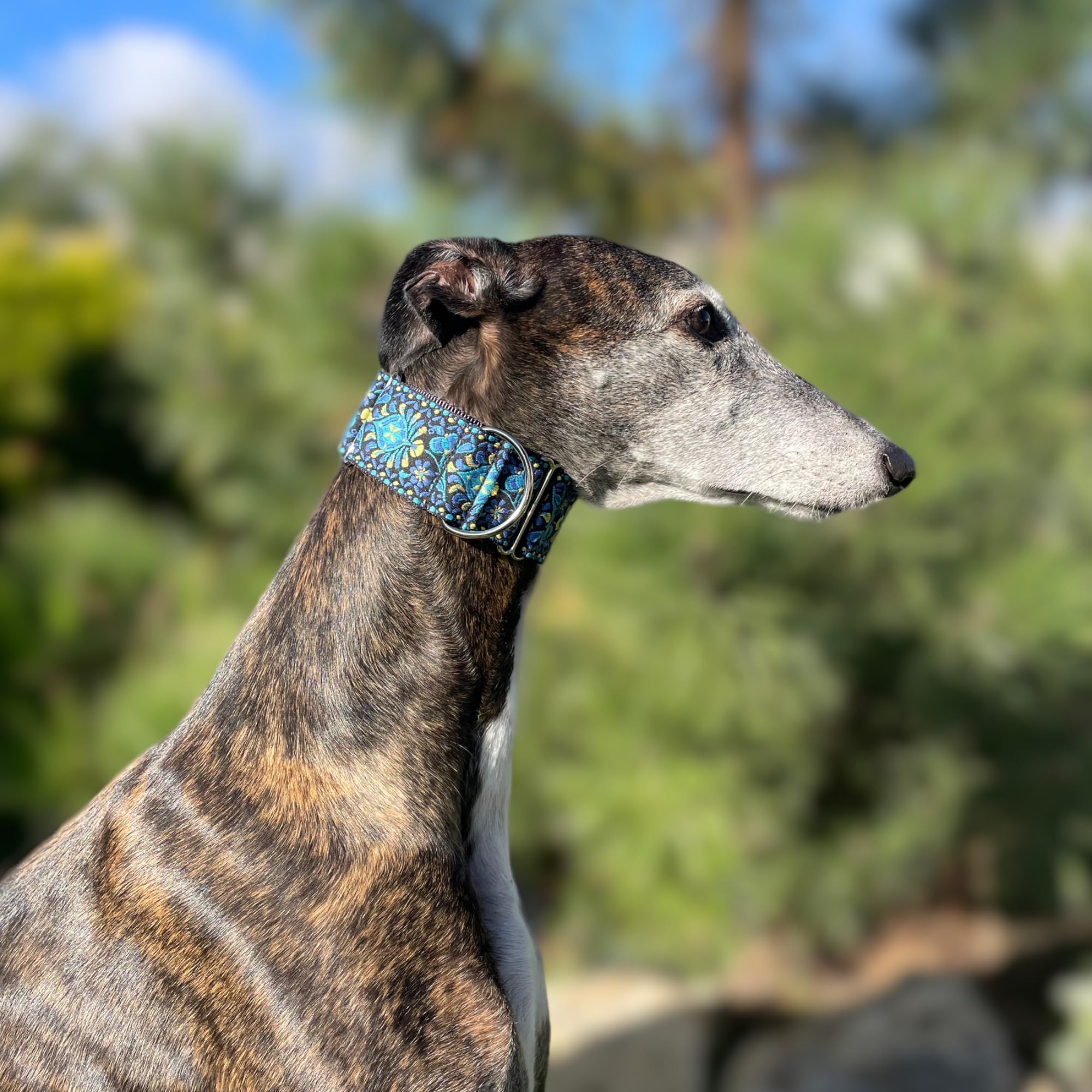 Martingale Dog Collar For Greyhound Saluki Whippet And Other Breeds With Similar Neck 2 Wide (14-18) Matching Leash Availa