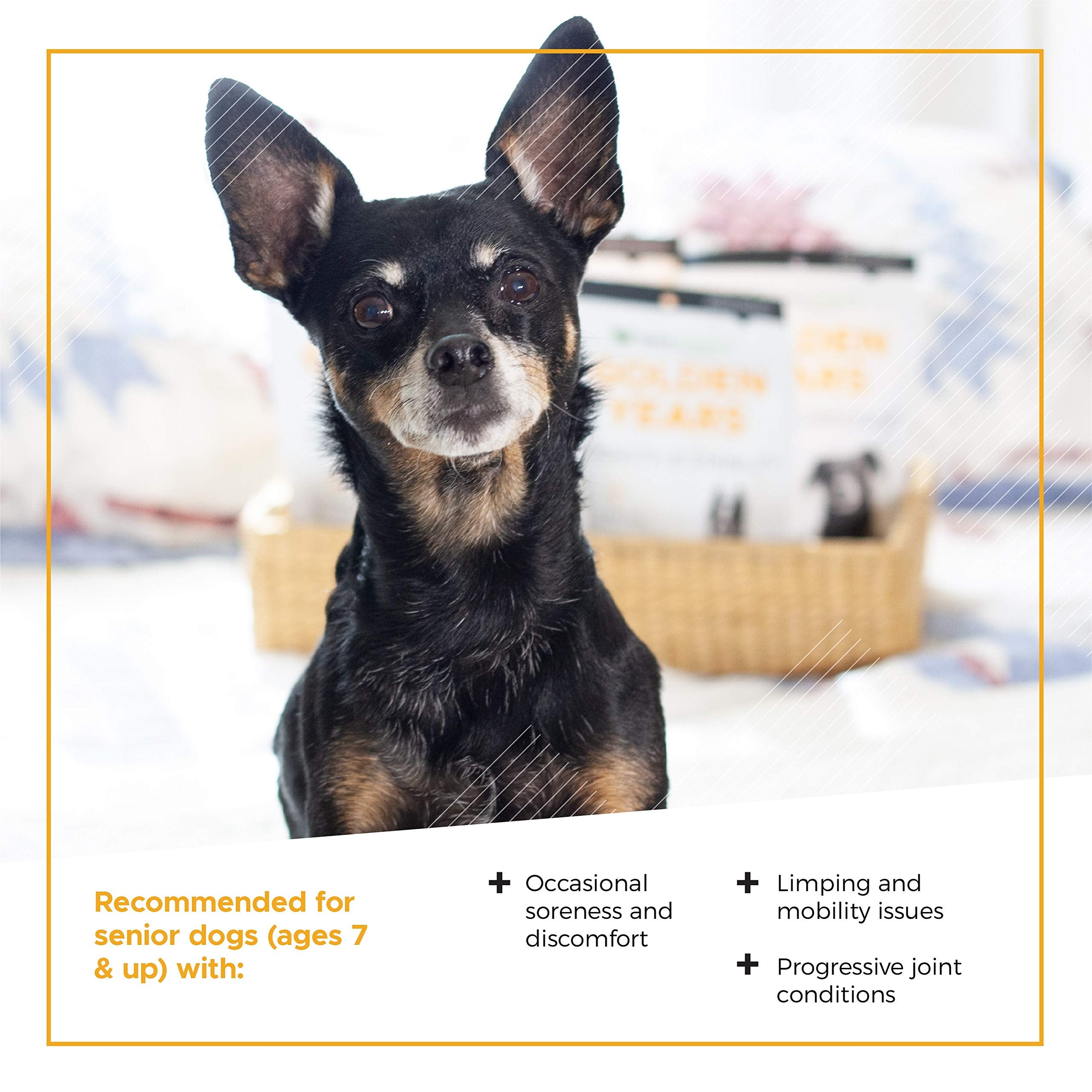 VetriScience Golden Years Strength and Stability Hip and Joint Chews for Senior Dogs, Chicken, 60 Chews - Limping, Mobility, Run