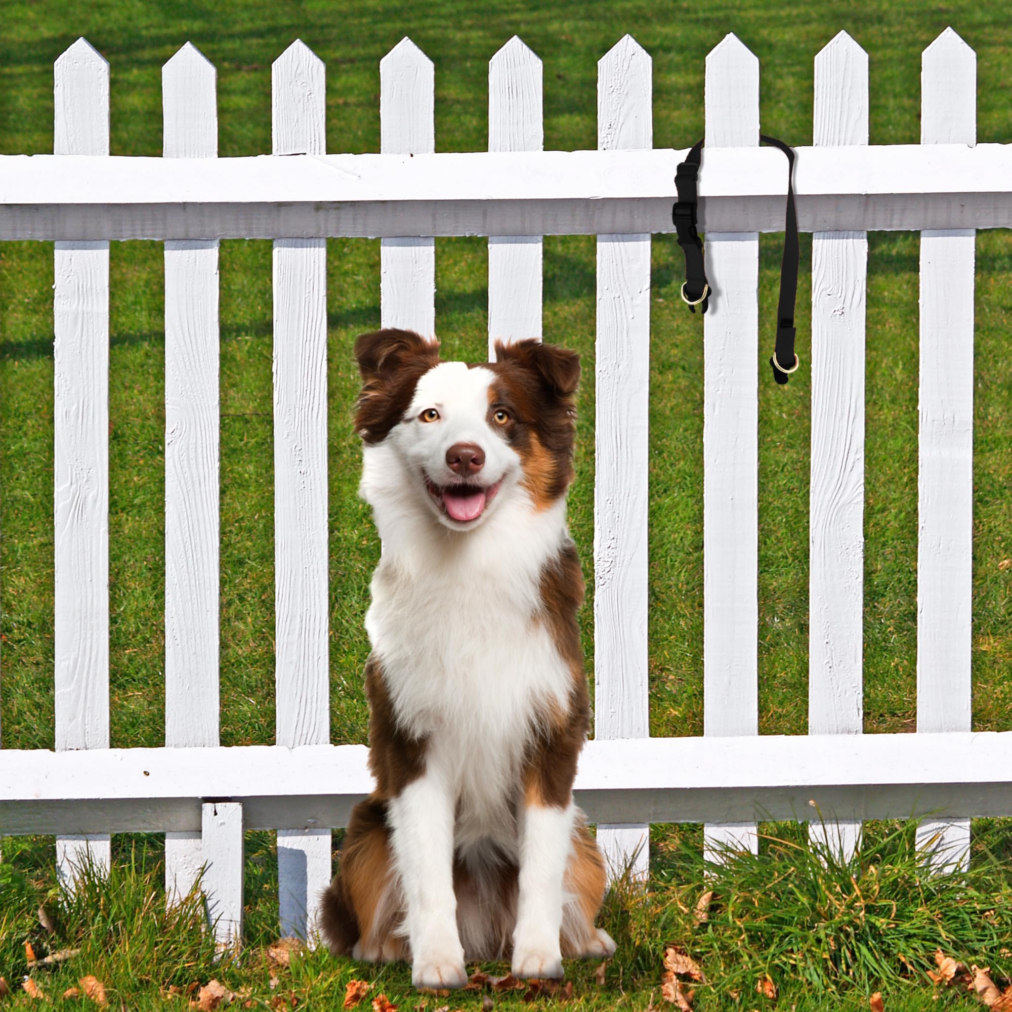 Petsafe Keepsafe Break-Away Collar, Prevent Collar Accidents For Your Dog Or Puppy, Improve Safety, Compatible With Leash Use, A