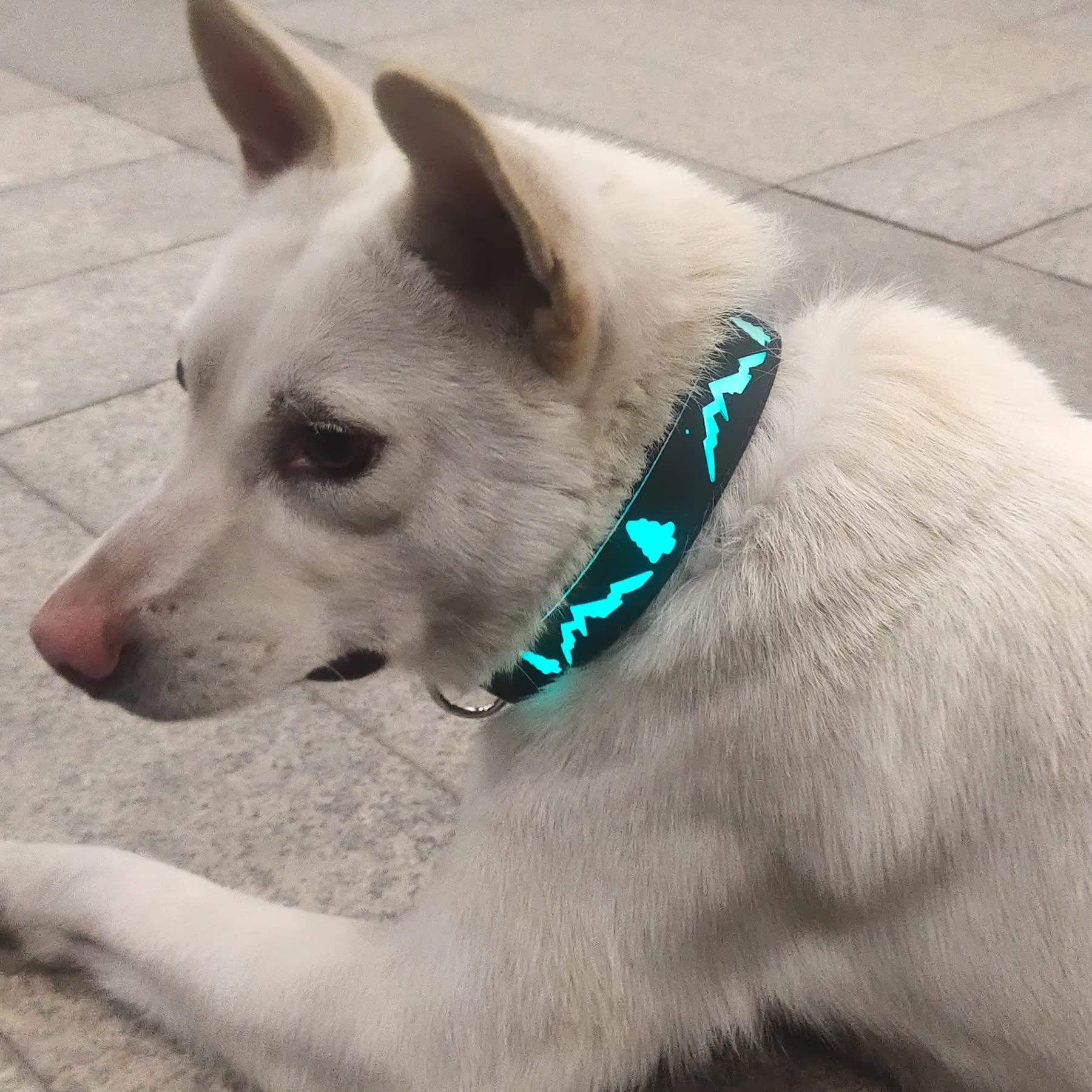 Dogled Usb-C Led Light Up Dog Collar, 3D Design Comfortable And Soft Material,Multicolored Lighting,Night Dog Collar (Tr, M(15.7