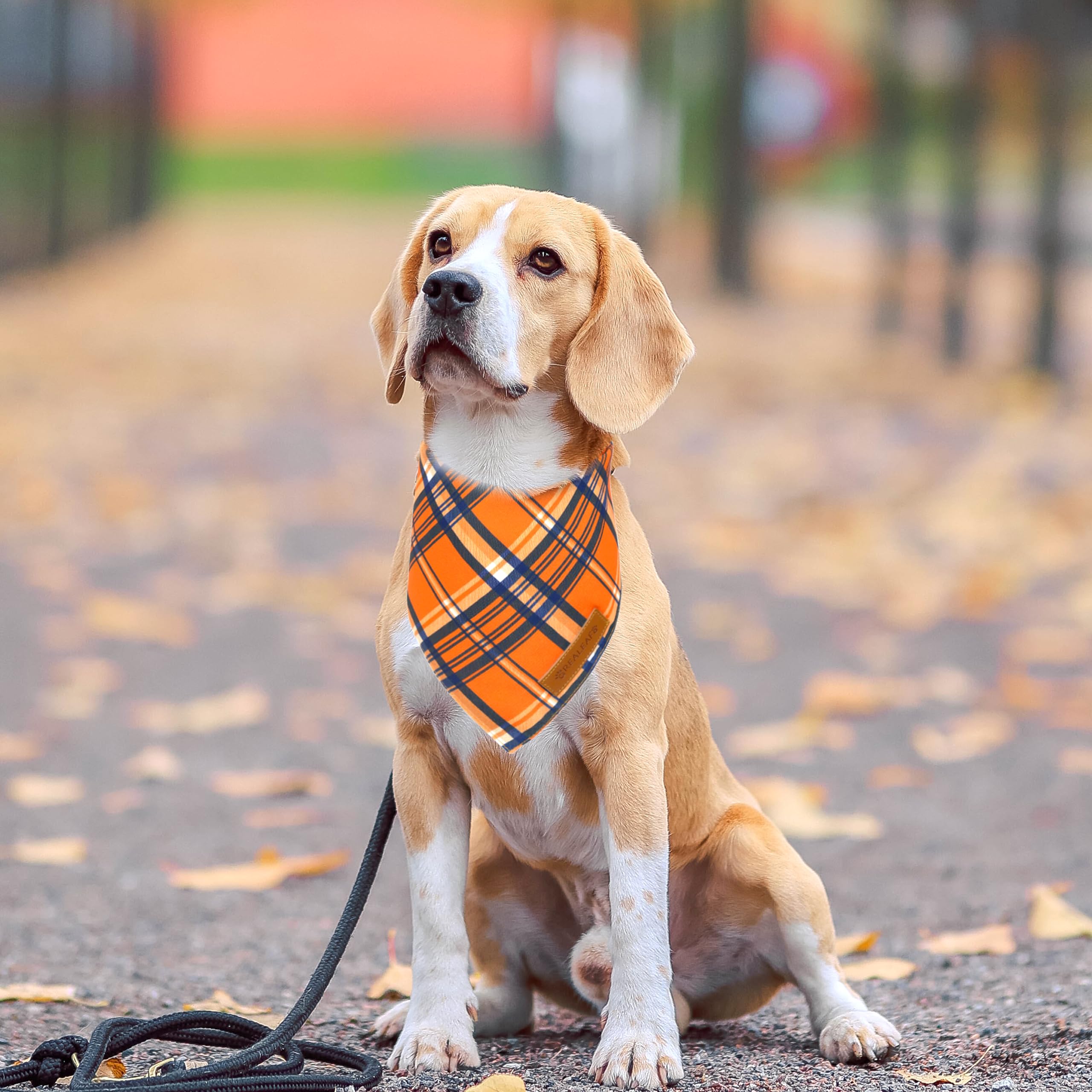 Realeaf Thanksgiving Fall Dog Bandanas 2 Pack, Reversible Holiday Pet Scarf For Boy And Girl, Premium Durable Fabric, Holiday Halloween Bandana For Large And Extra Large Dogs (X-Large)