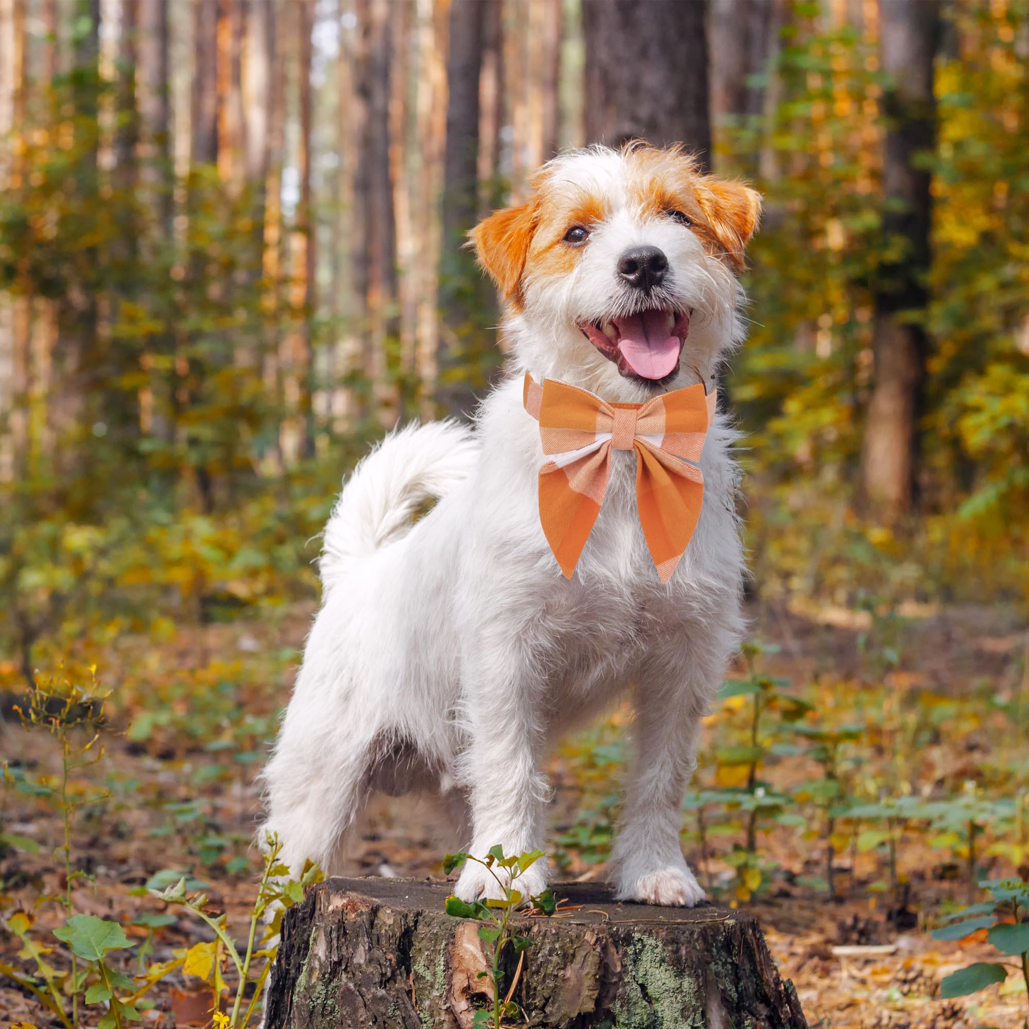 Adoggygo Fall Dog Collar With Bow, Halloween Thanksgiving Dog Bowtie Collar, Adjustable Orange Dog Fall Collars For Small Medium Large Dogs Pets (Small, Fall)