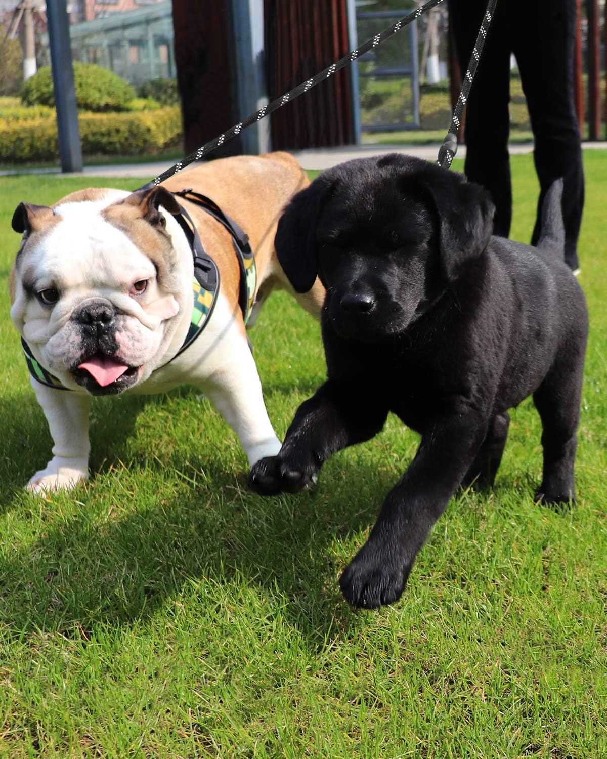 Taglory Double Dog Leash | Reflective Rope | No Tangle | Double Leash For Two Dogs | Puppy Small Medium Breeds | Black