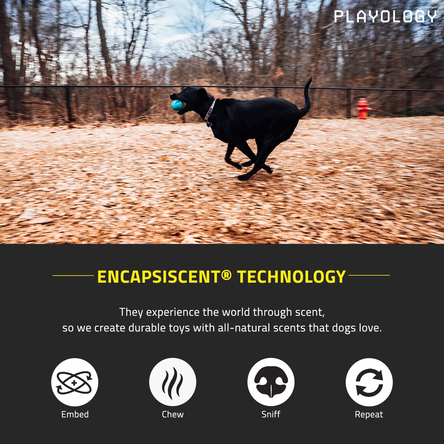 Playology Silver - Dental Chew Ball Dog Toy, Large - Designed For Senior Dogs (35Lbs And Up) - Engaging All-Natural Peanut Butter Scent - Non-Toxic Materials And Moderate Chewing For Older Teeth