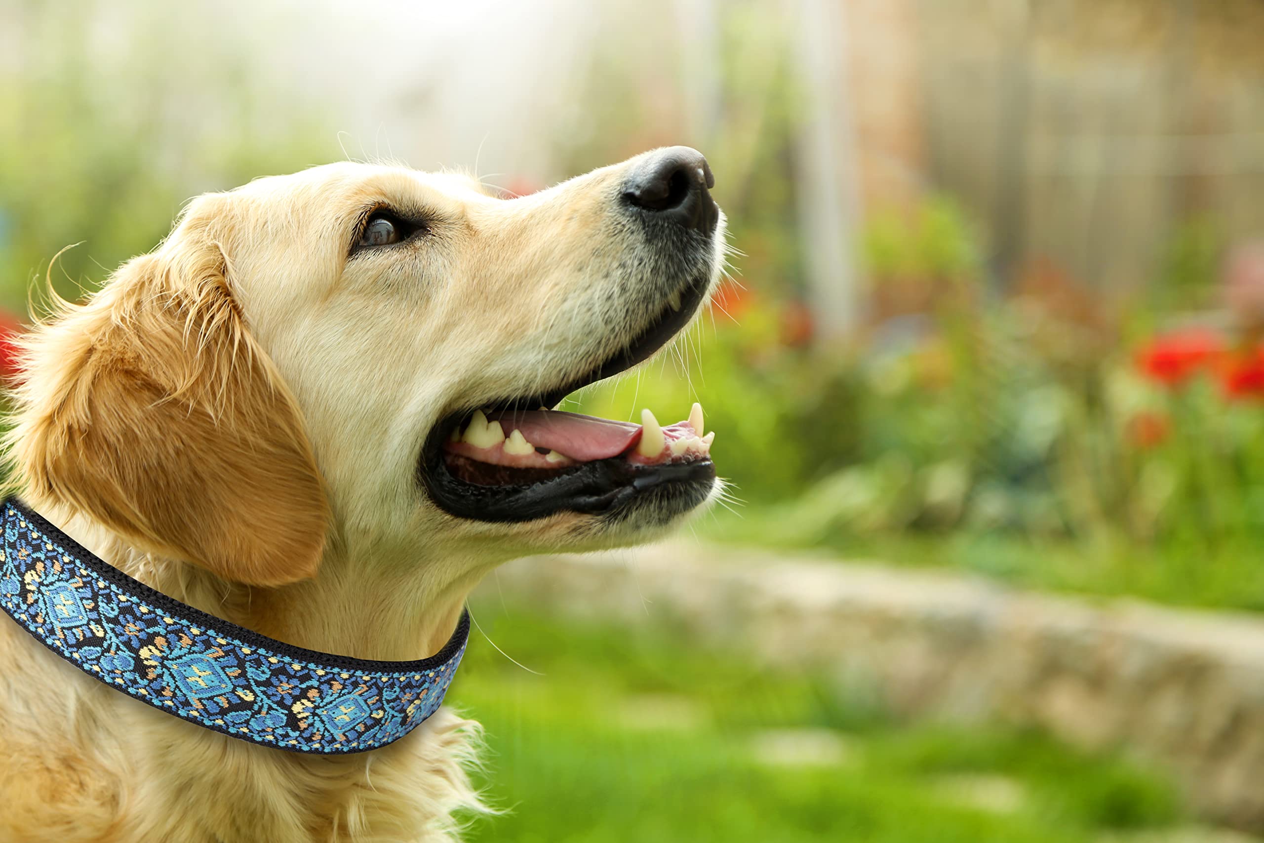 Dog Collars For Small Medium & Large Dogs Durable, Long Lasting, Adjustable, Heavy Duty Collars For Girl And Boy Puppy With Quic