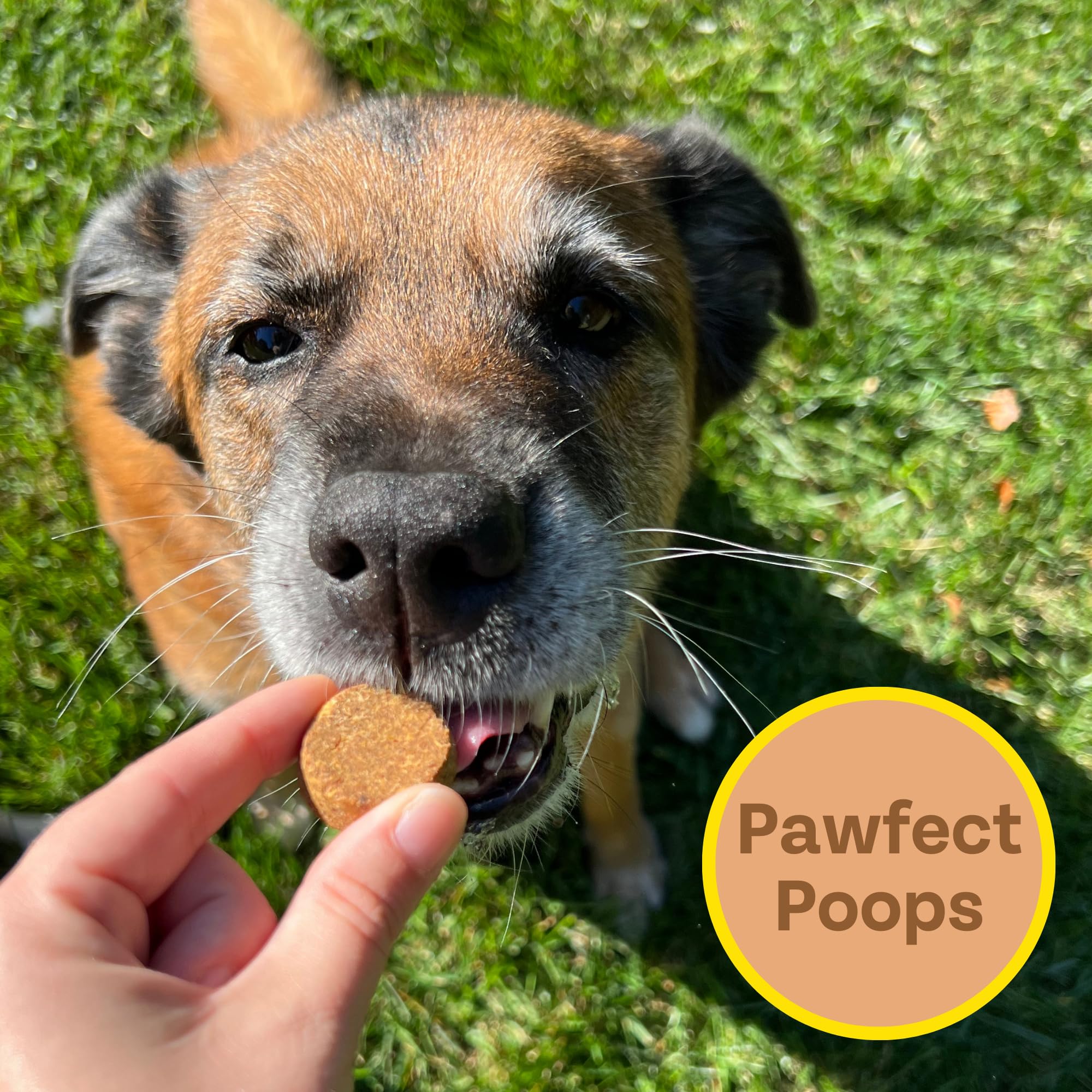 Peanut Butter Dog Treats, Healthy Puppy Treat, Pumpkin, Cricket, Gift for Pet Lovers, Natural Dog Snacks, Hypoallergenic, Gut-He