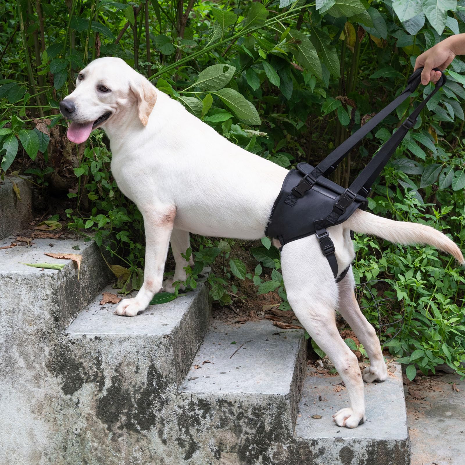 Dog Sling For Injured And Weak Hind Legs Hind Leg Support Device To Help Rehabilitate Older Dogs With Weak Hind Legs Dog Harness