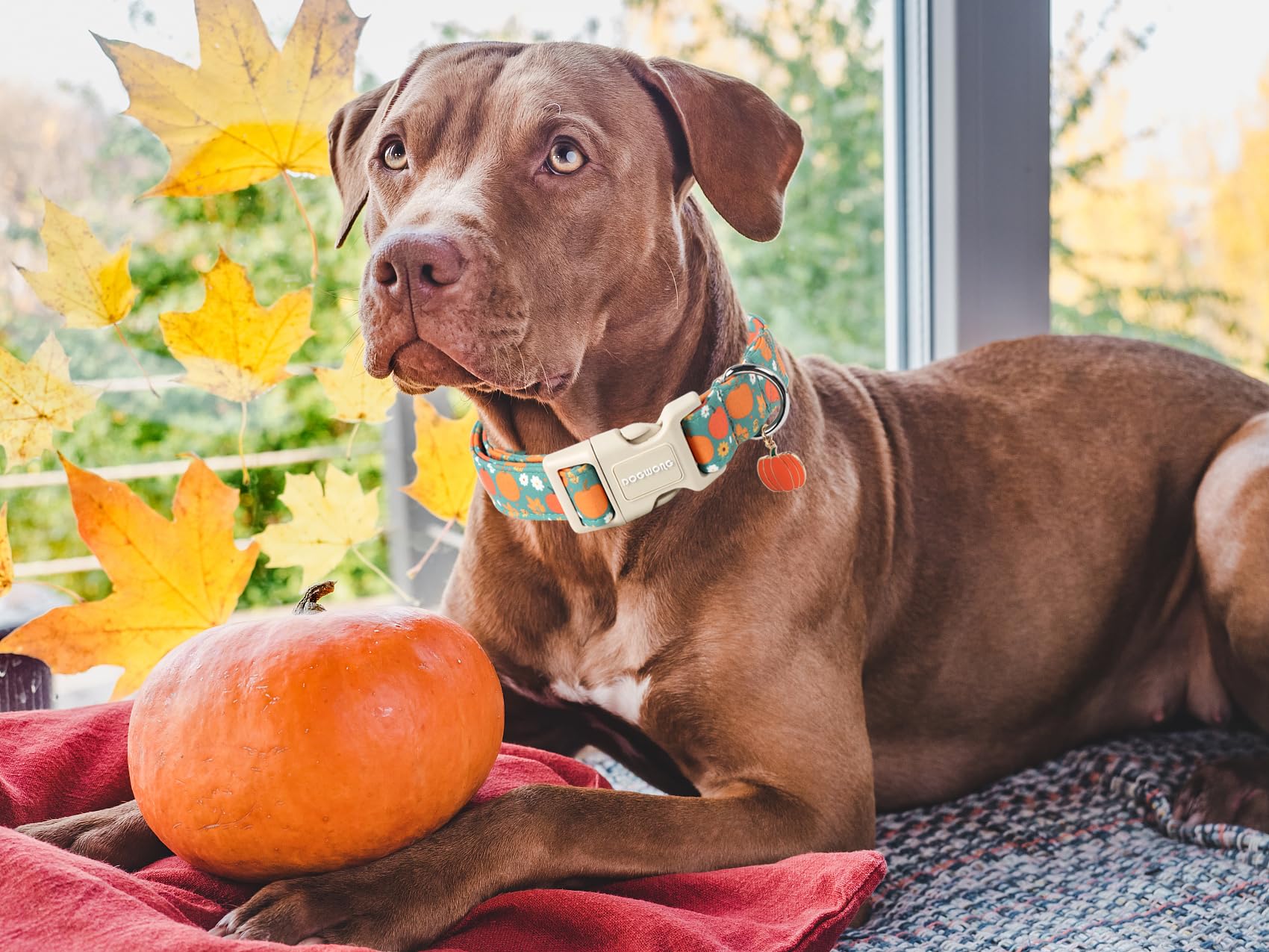 Dogwong Fall Pumpkin Dog Collar- Cute Fall Holiday Dog Collars Adjustable Halloween Dog Collar For Small Medium Large Dogs S