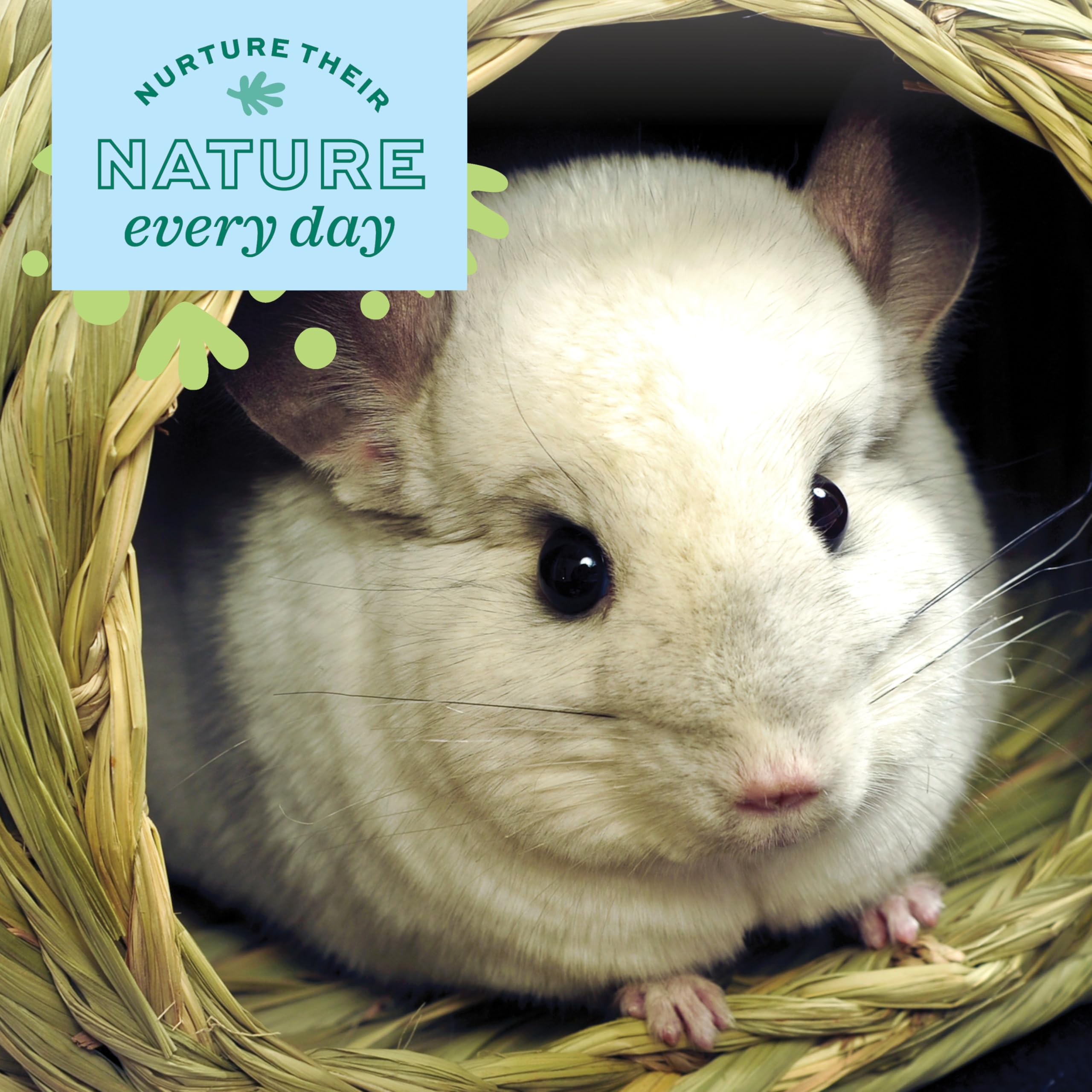 Oxbow Animal Health Timothy Club Bungalow, Medium, Guinea Pig Hideout, Guinea Pig Toys, Bunny Toys, 100% Timothy Hay, Bunny Enri