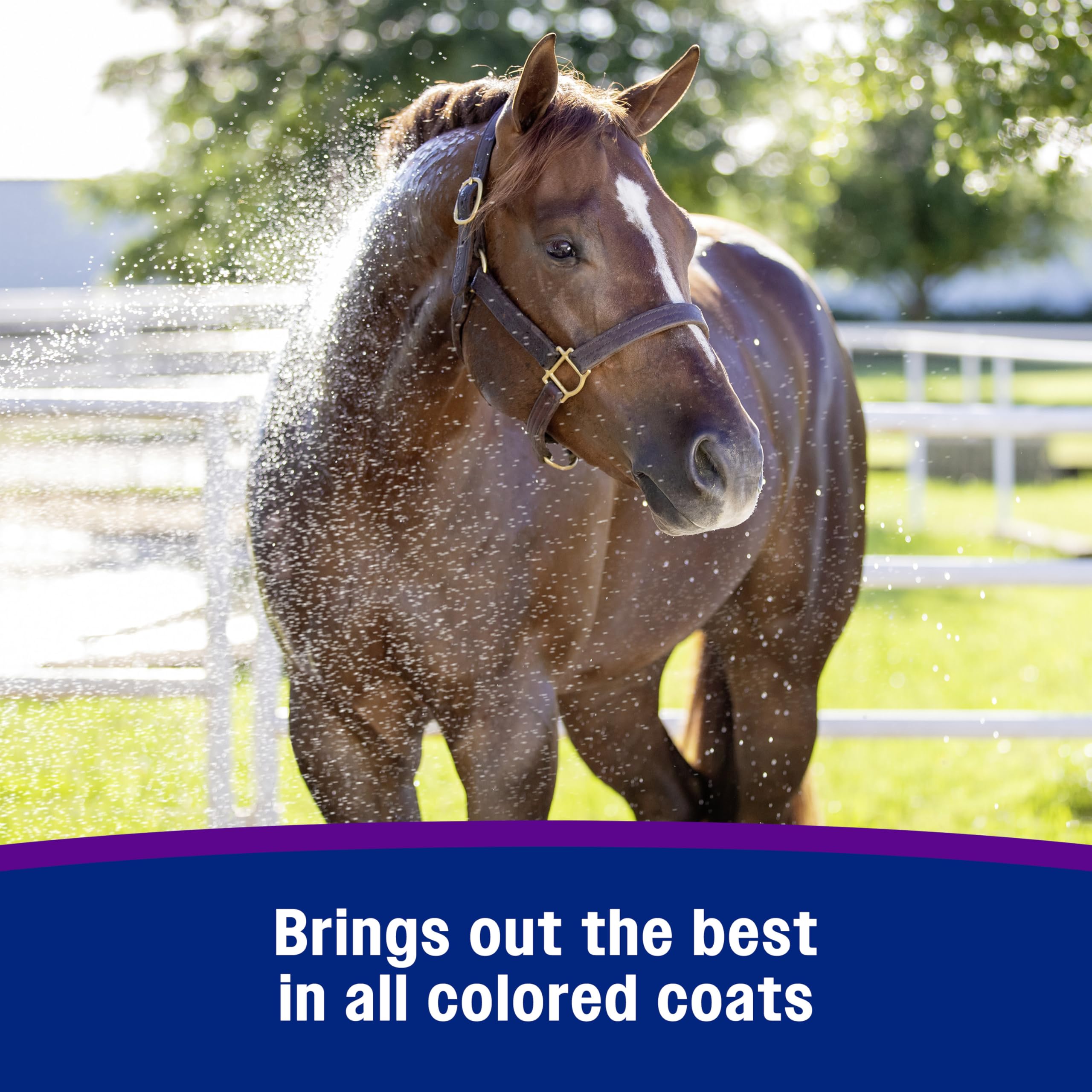 Farnam Vetrolin White N Brite Shampoo, Deep Cleaning and Color Brightening Shampoo for Horses and Dogs, 32 ounces -Like New