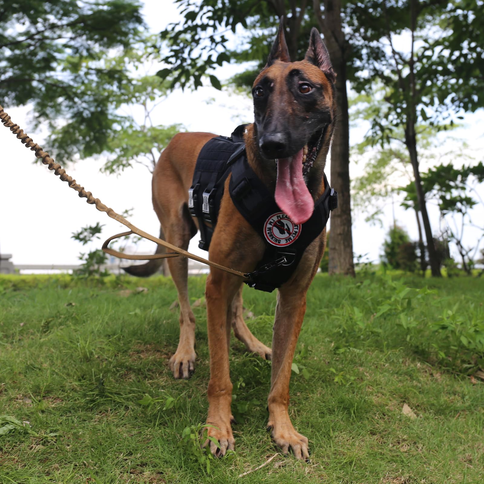 Icefang Gn3 Tactical Dog Harness With 6X Buckle,Dog Molle Vest With Handle,3/4 Body Coverage,Hook And Loop Panel For Id Patch,No