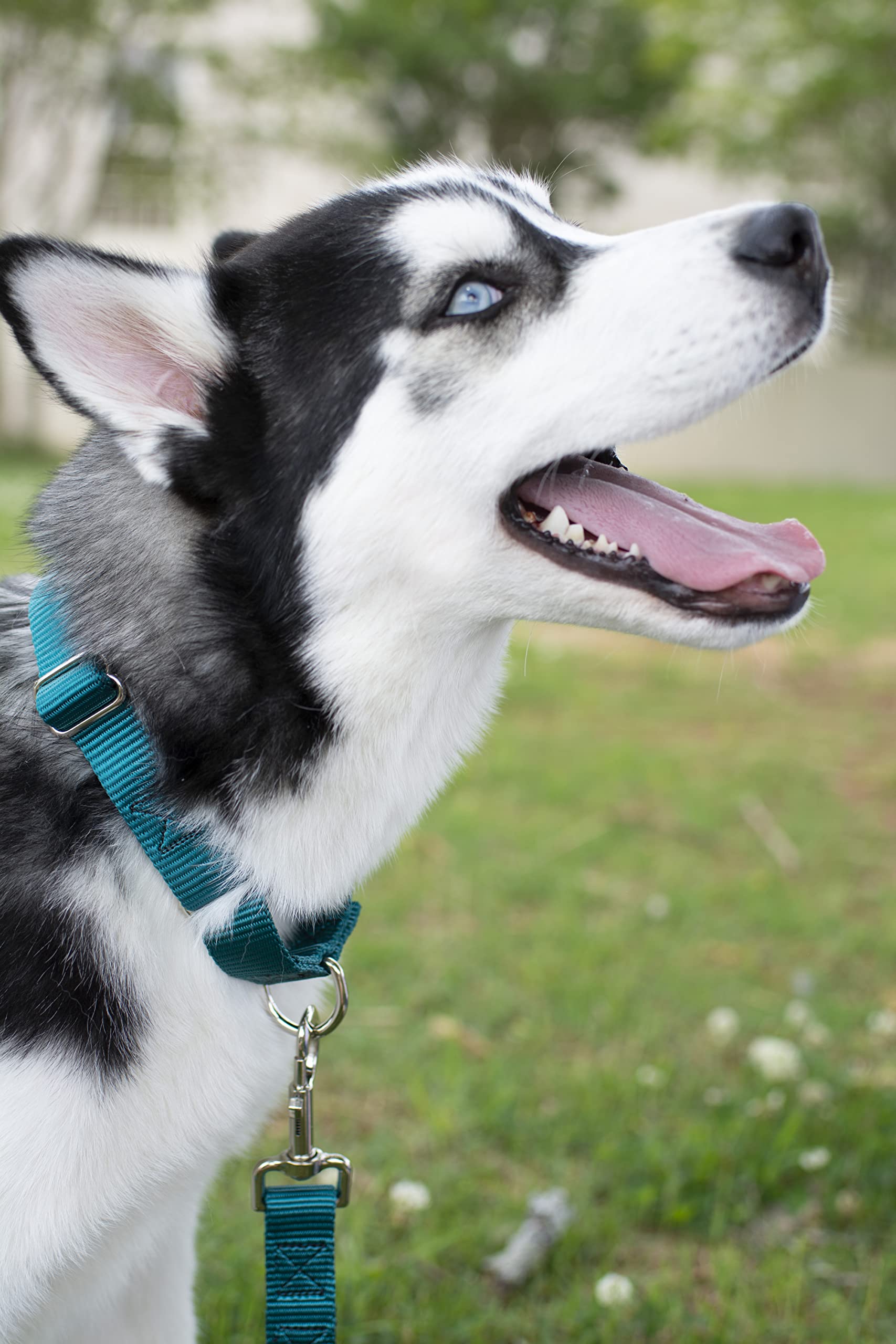 Country Brook Petz Martingale Dog Collar - Heavy-Duty Training Collar With No Buckle - Service Dog Collar For All Pups - Vibrant, Colorful Collection (Teal, 3/4 Inch, Small)