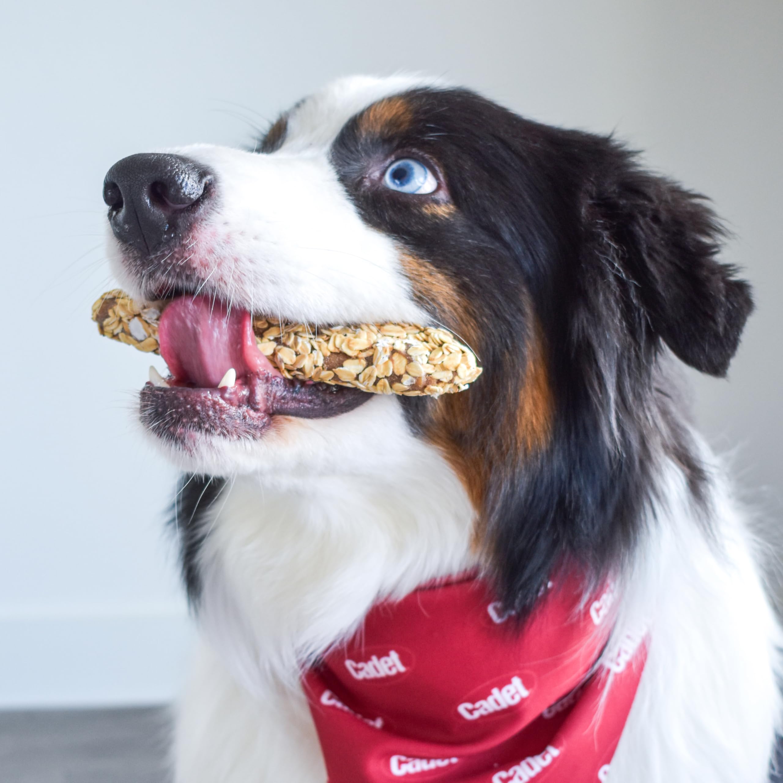 Cadet Chewalicious Layered N Dipped with Oats, Rawhide-Free Dog Chews, Limited-Ingredient & Long-Lasting Chew Treats for Dogs,