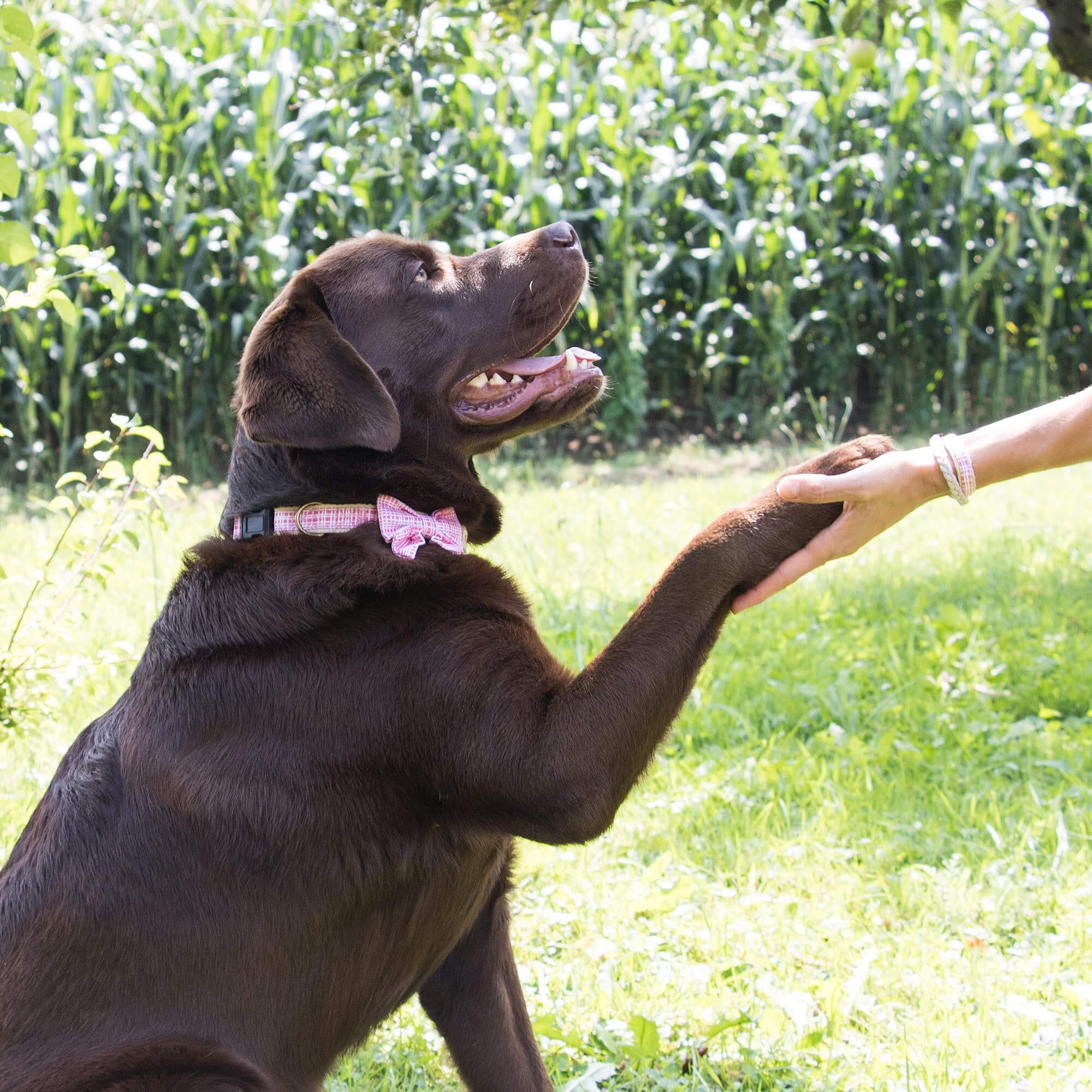 Pettsie Dog Collar, Bow Tie, Friendship Bracelet, 2 Easy Adjustable Sizes, Pet-Friendly Hemp, Comfortable And Soft For Sensitive Skin, Strong D-Ring For Accessories, Carton Box, S, Pink