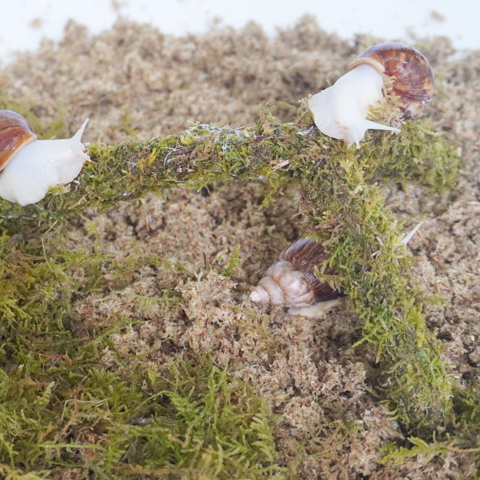 Begeterday Snail Terrarium Accessory Kit 3PCS, Includes Layer Moisture-Retaining Substrate, Top Layer Moisture-Retaining Substra