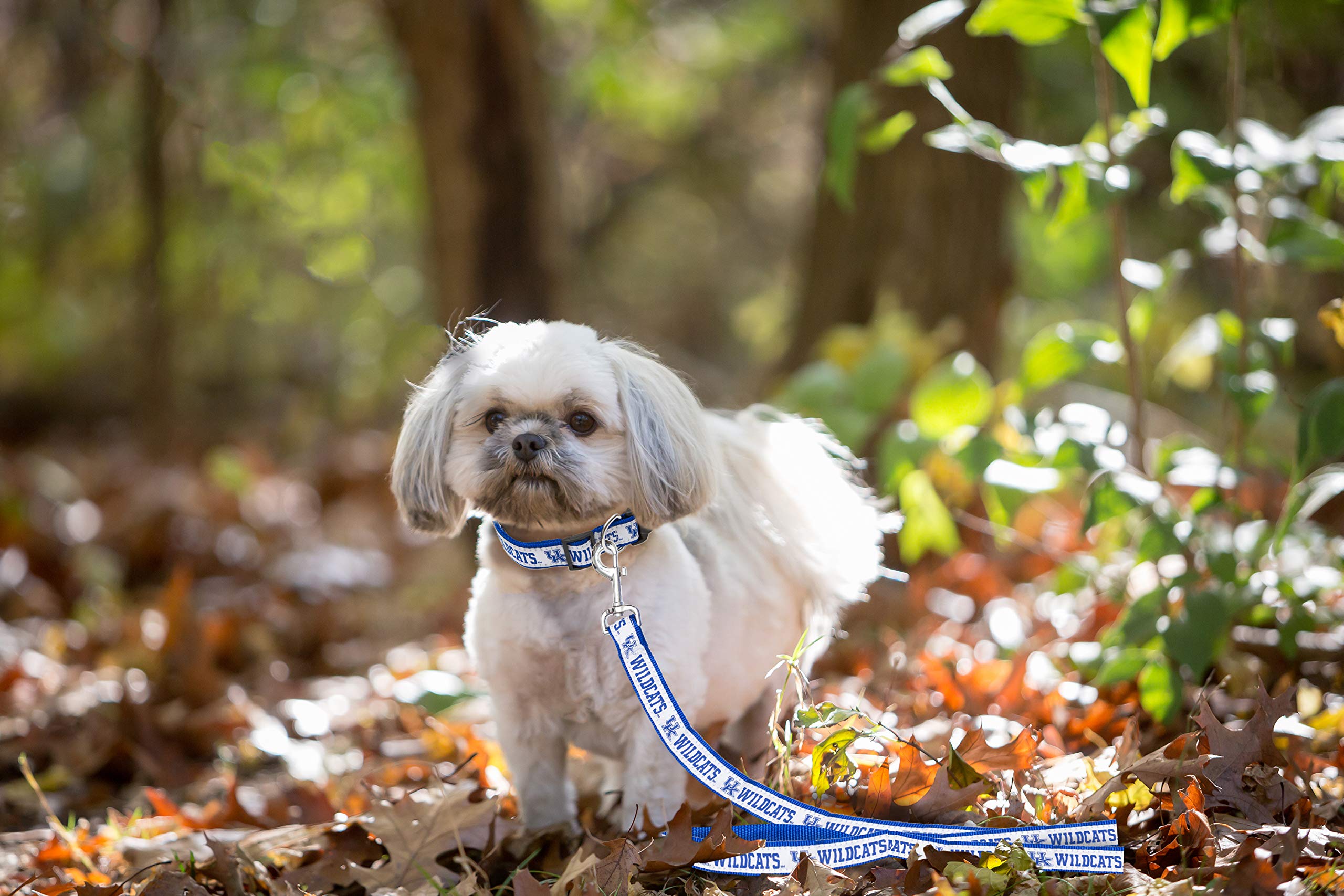 Ncaa Pet Leash, Large, Kentucky Wildcats, Dog Leash, Shiny & Colorful Leash For Dogs & Cats Licensed By The Ncaa