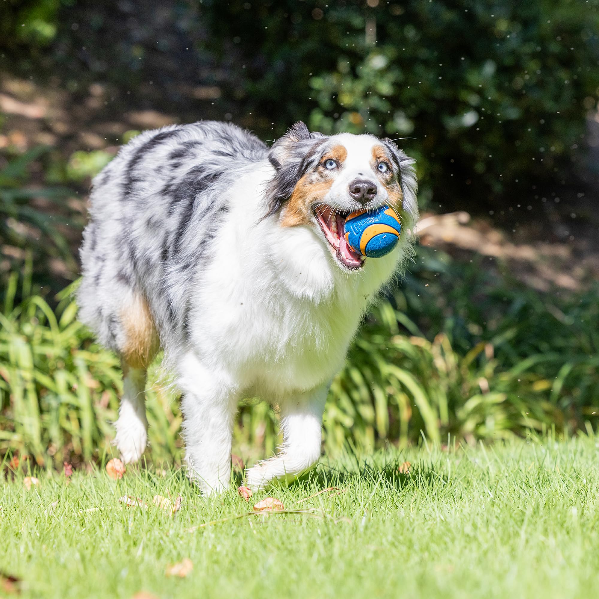 Chuckit! Ultra & Squeaker Ball Dog Toy - Medium Bouncy Fetch Balls for Dogs 20-60 lbs - Made from Durable Rubber - Floating Wate