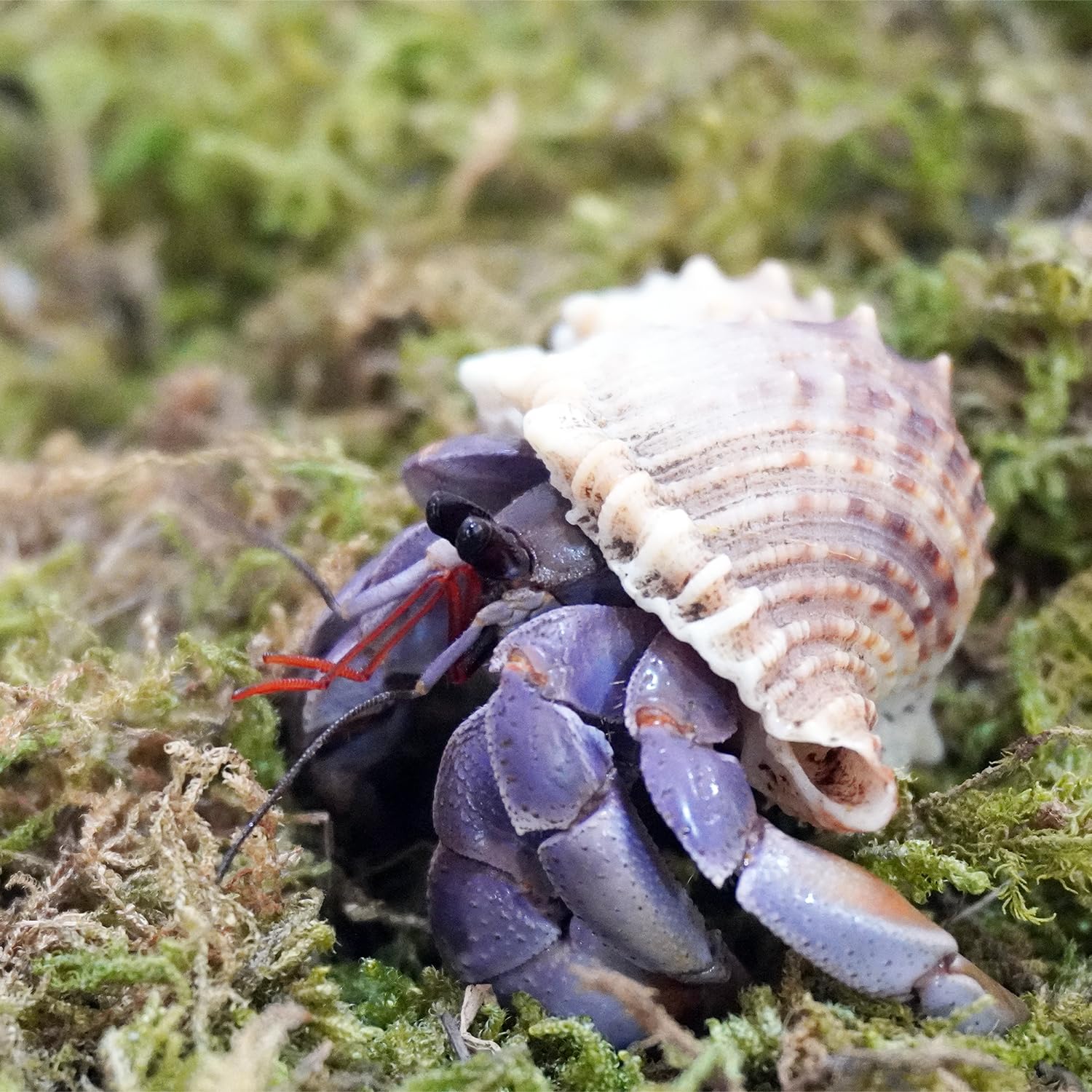 Begeterday Natural Moss for Hermit Crabs - 3.5oz Ideal Tank Habitat Supplies