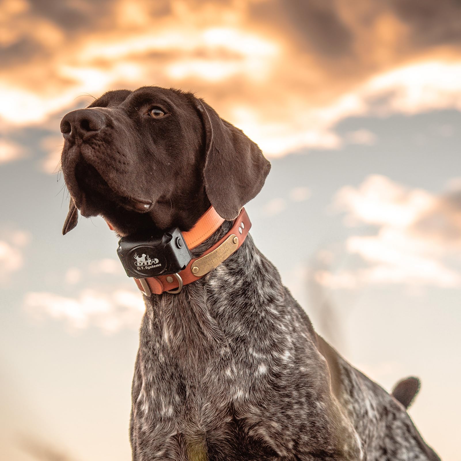 Dt Systems H2O1850 Plus Add-On/Replacement Collar Receiver, Waterproof Rechargeable Upland Hunting Dog Training Additional Upland Beeper E-Collar, 1800-Yard Range, 16 Stimulation Levels