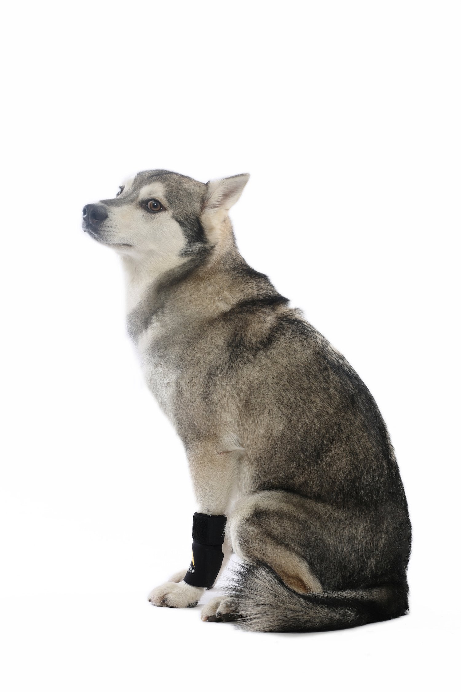 AGON Pair Dog Canine Front Leg Brace Paw Compression Wraps with Protects Wounds Brace Heals and Prevents Injuries and Sprains He