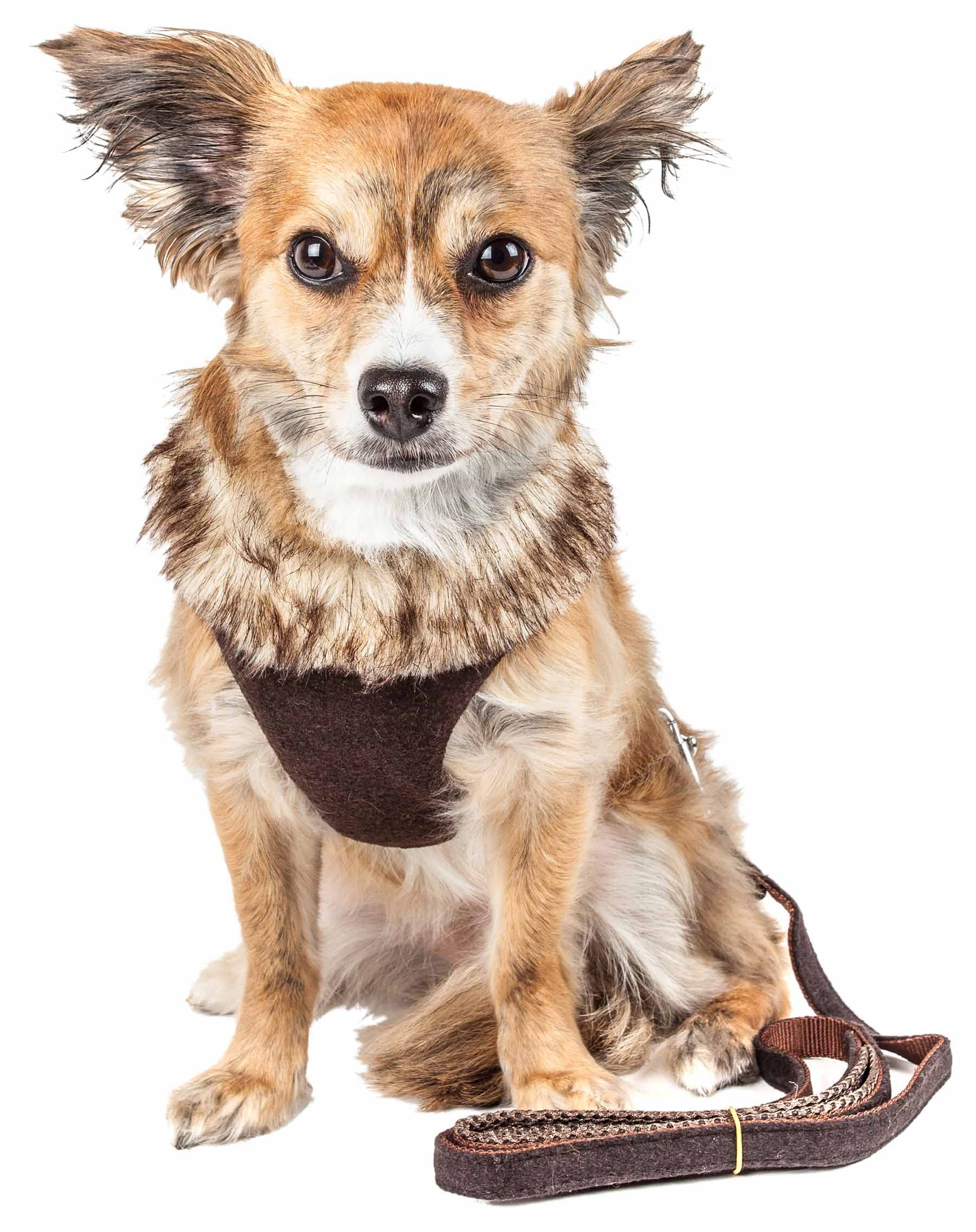 Pet Life  Luxe Collection Furracious 2-in-1 Adjustable Fashion Dog Harness and Leash with Removable Fur Dog Collar - Designer Pe