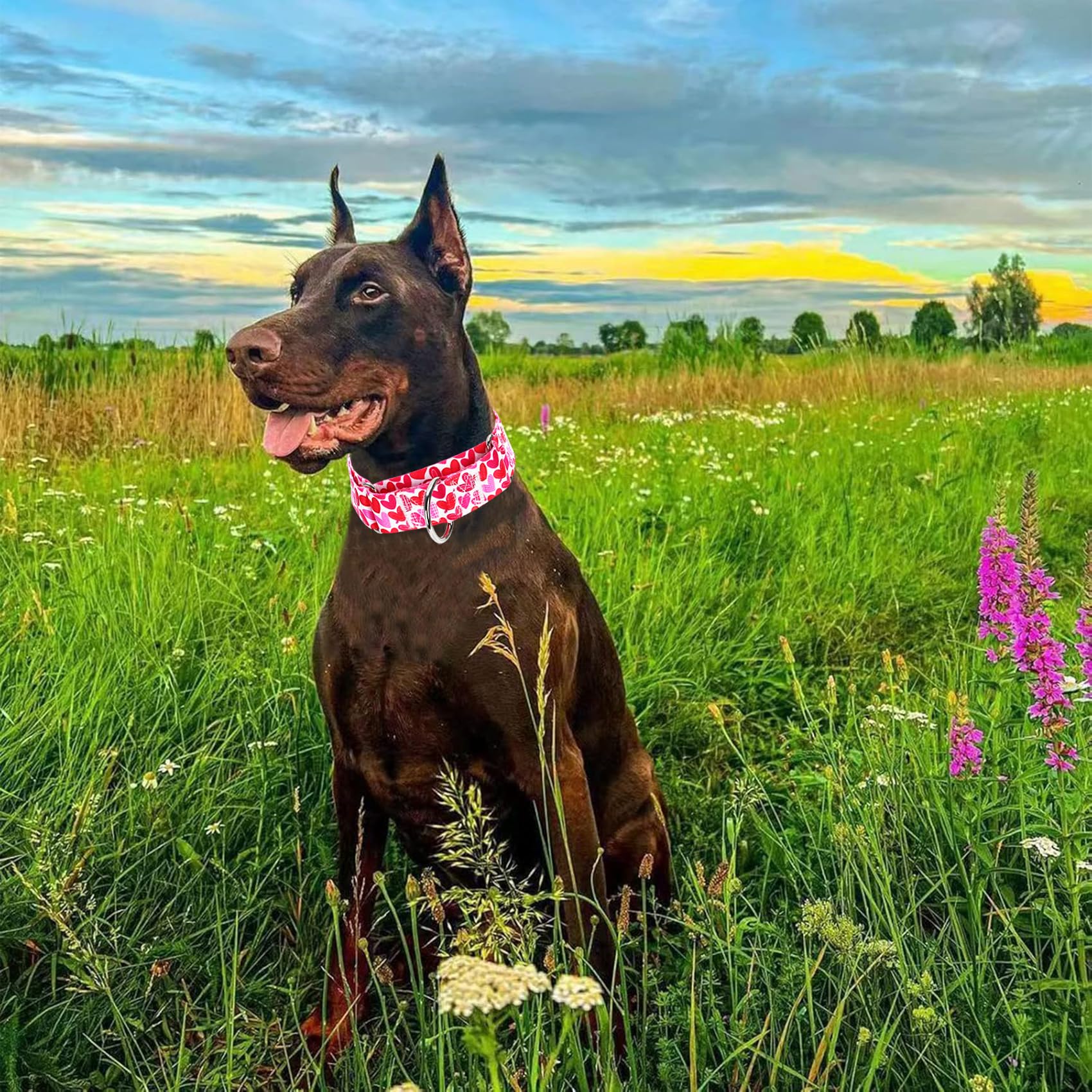 1.5 Inch Wide Martingale Dog Collar,Valentine'S Day Dog Collar Cute Loving Heart Printed Collar For Medium Large Extra Large Dog