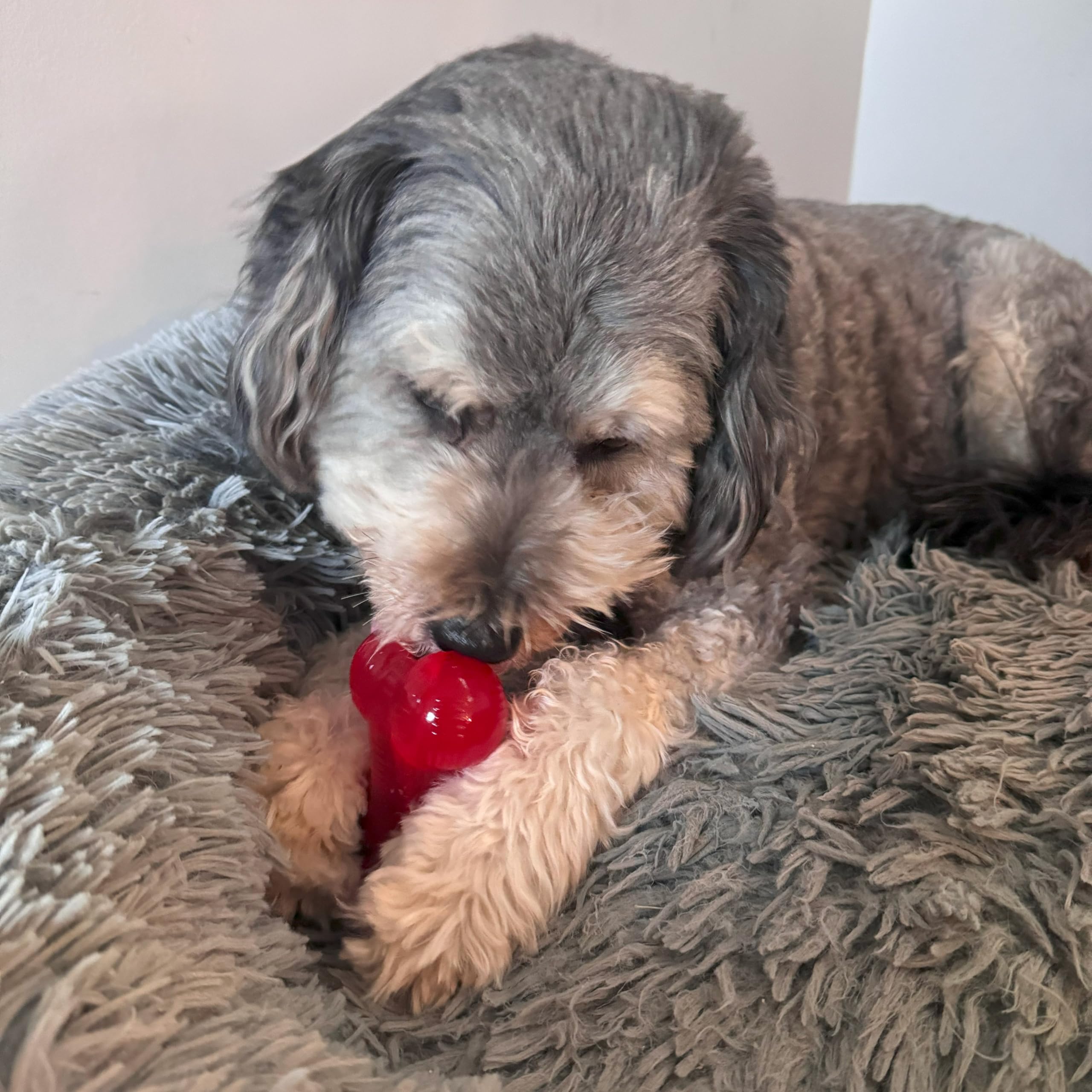 SPOT Play Strong Bone- Durable TPR Long Lasting Dog Chew for Aggressive Chewers, Hole for Treats, Virtually Indestructible Toy f
