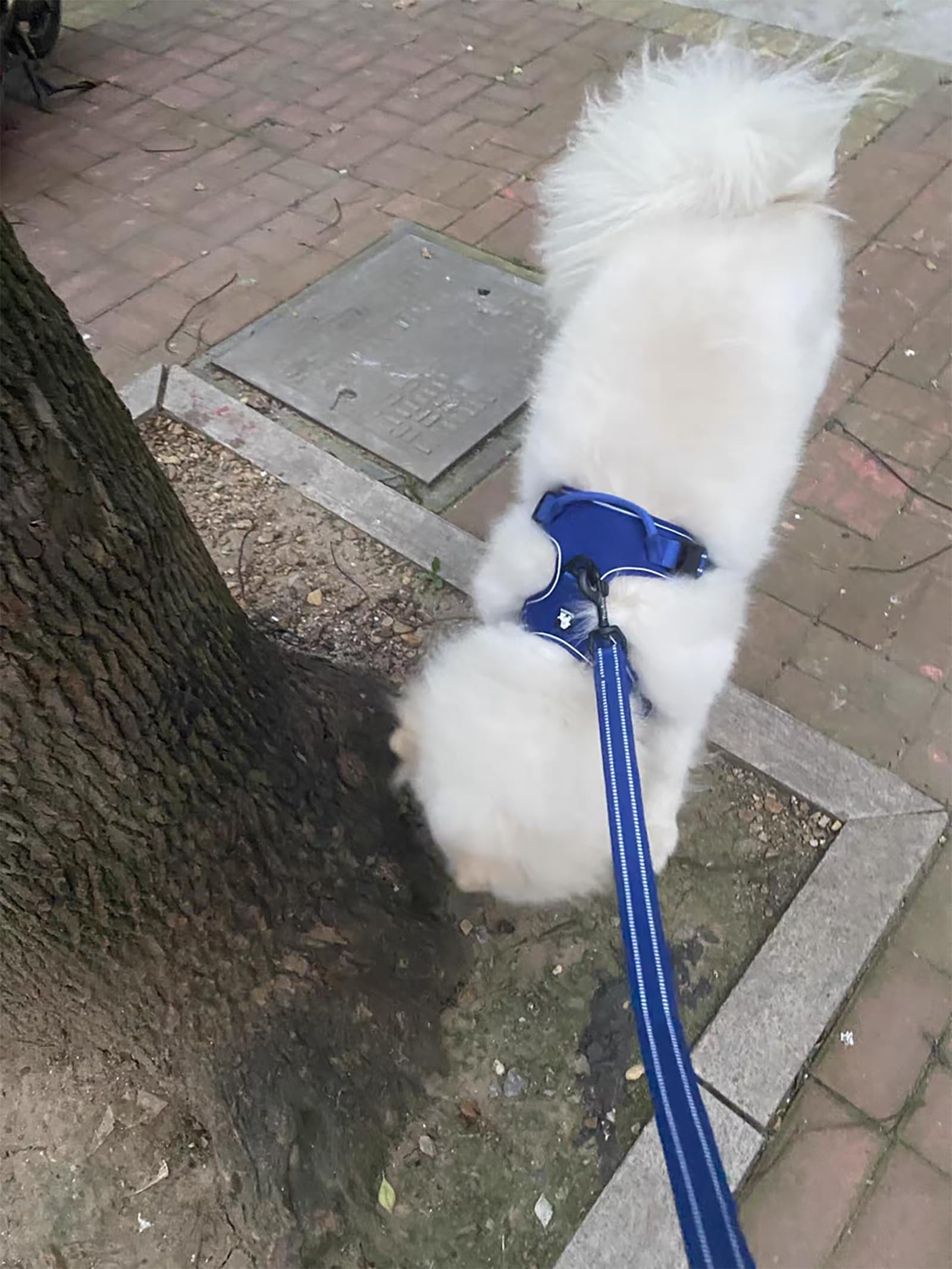 True Love Reflective Dog Leash Puppy Walking Lead, Padded Pet Chain Rope,Length 200Cm Truelove Tll2111(Royal Blue,L)